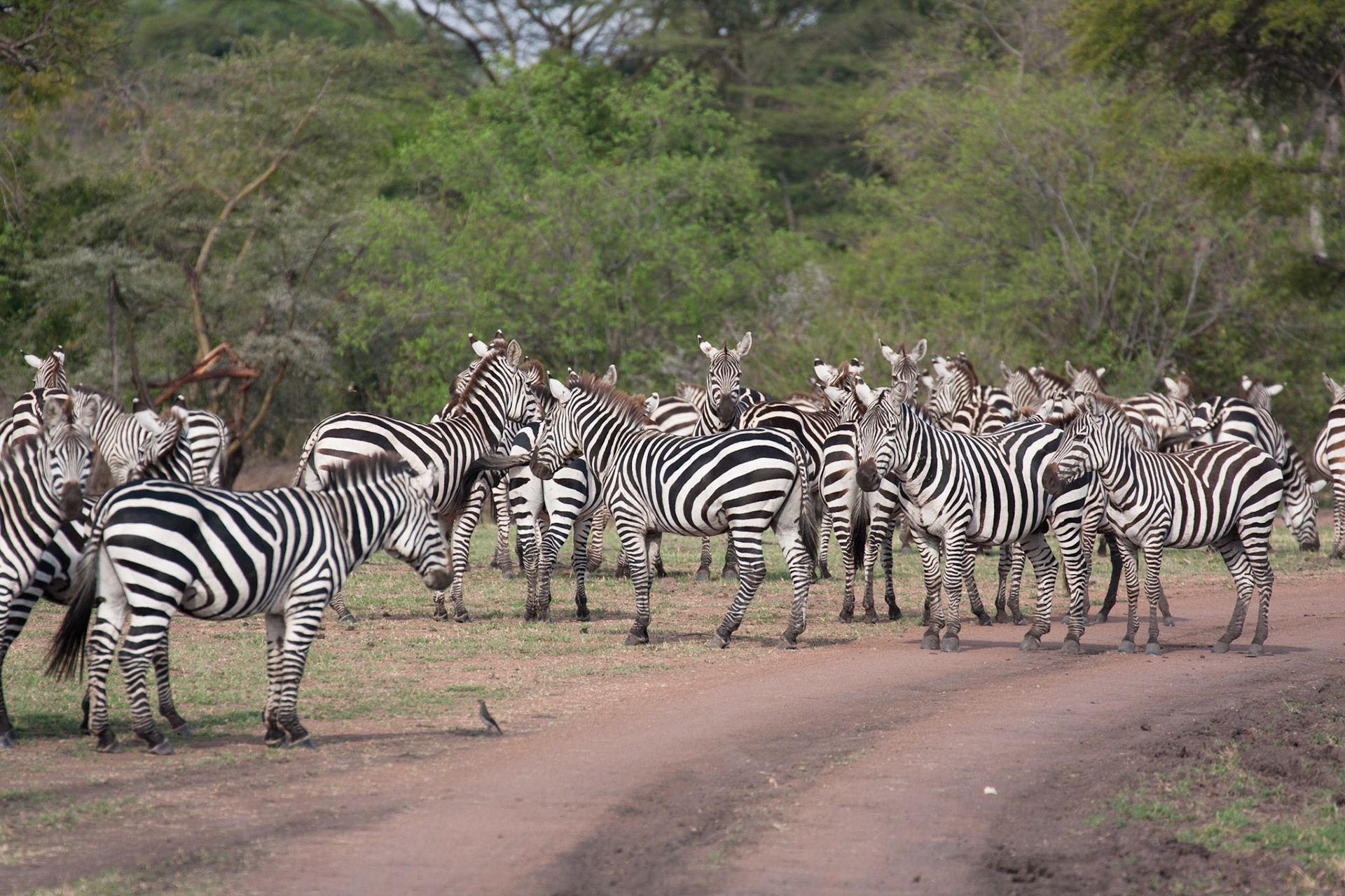 Zebras just outside our camp