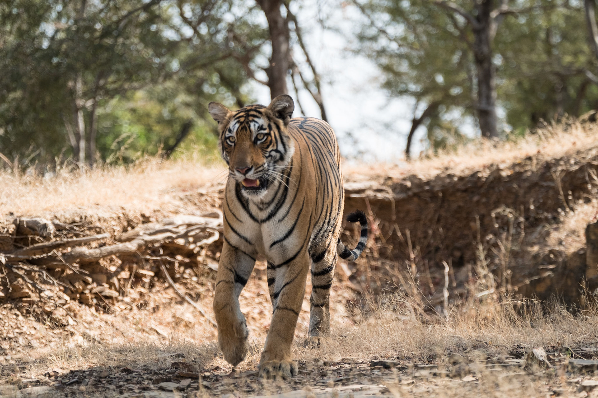 Female tiger T84 (Arrowhead), Ranthambore zone 3