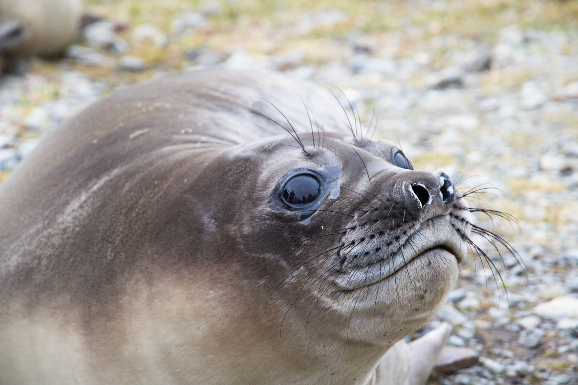 Elephant seal