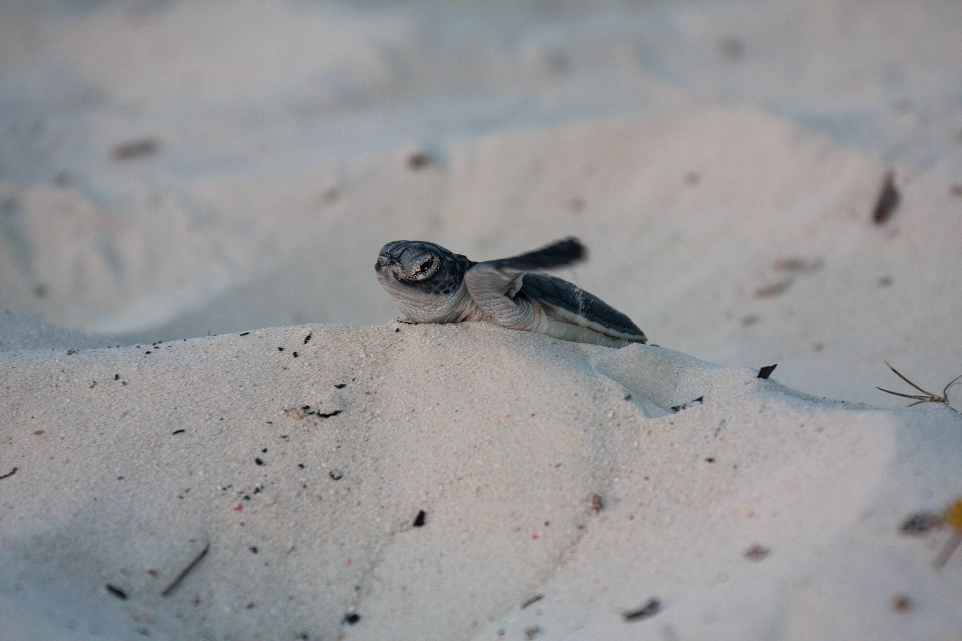 Green turtle hatchling