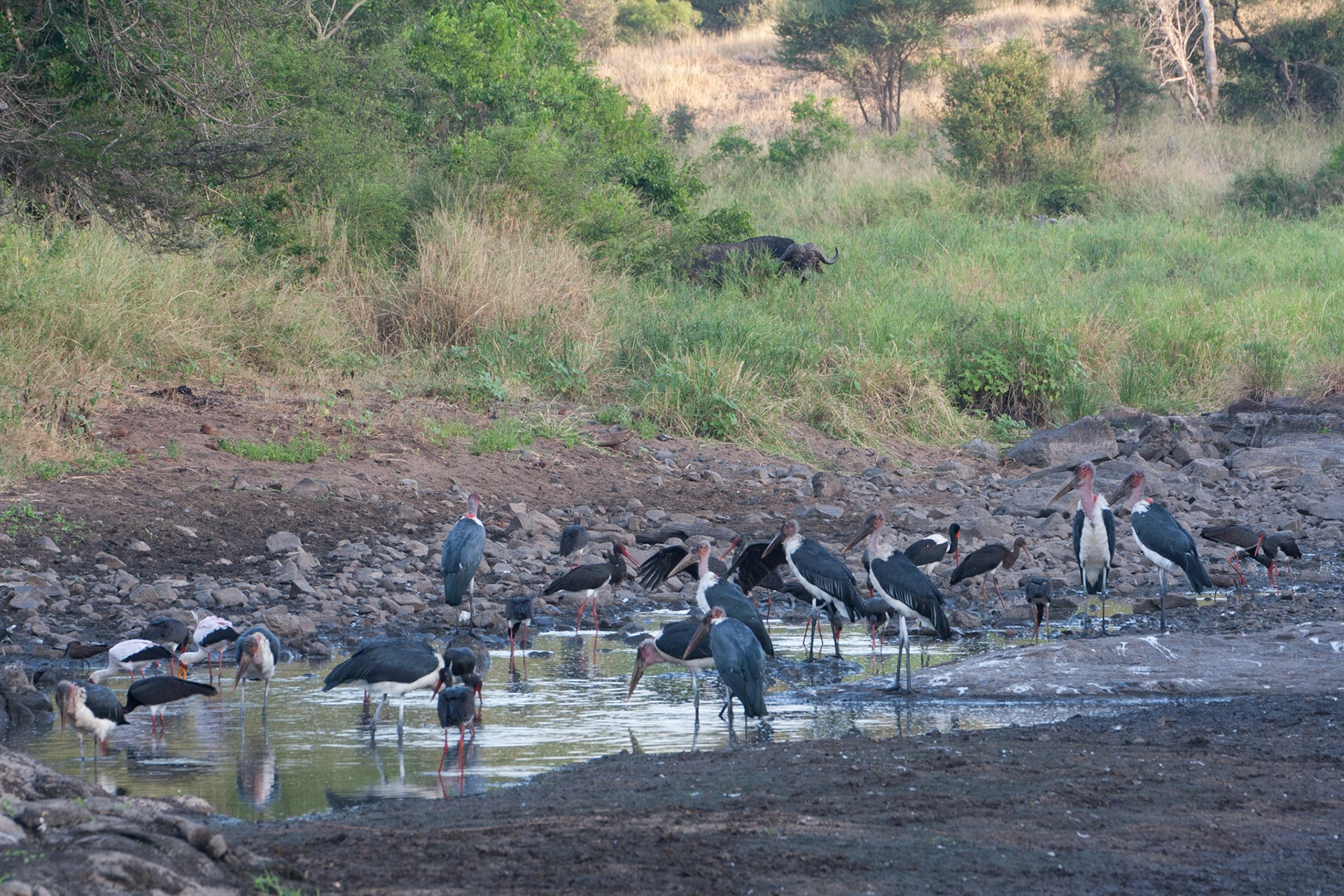 Storks being watched by a buffalo