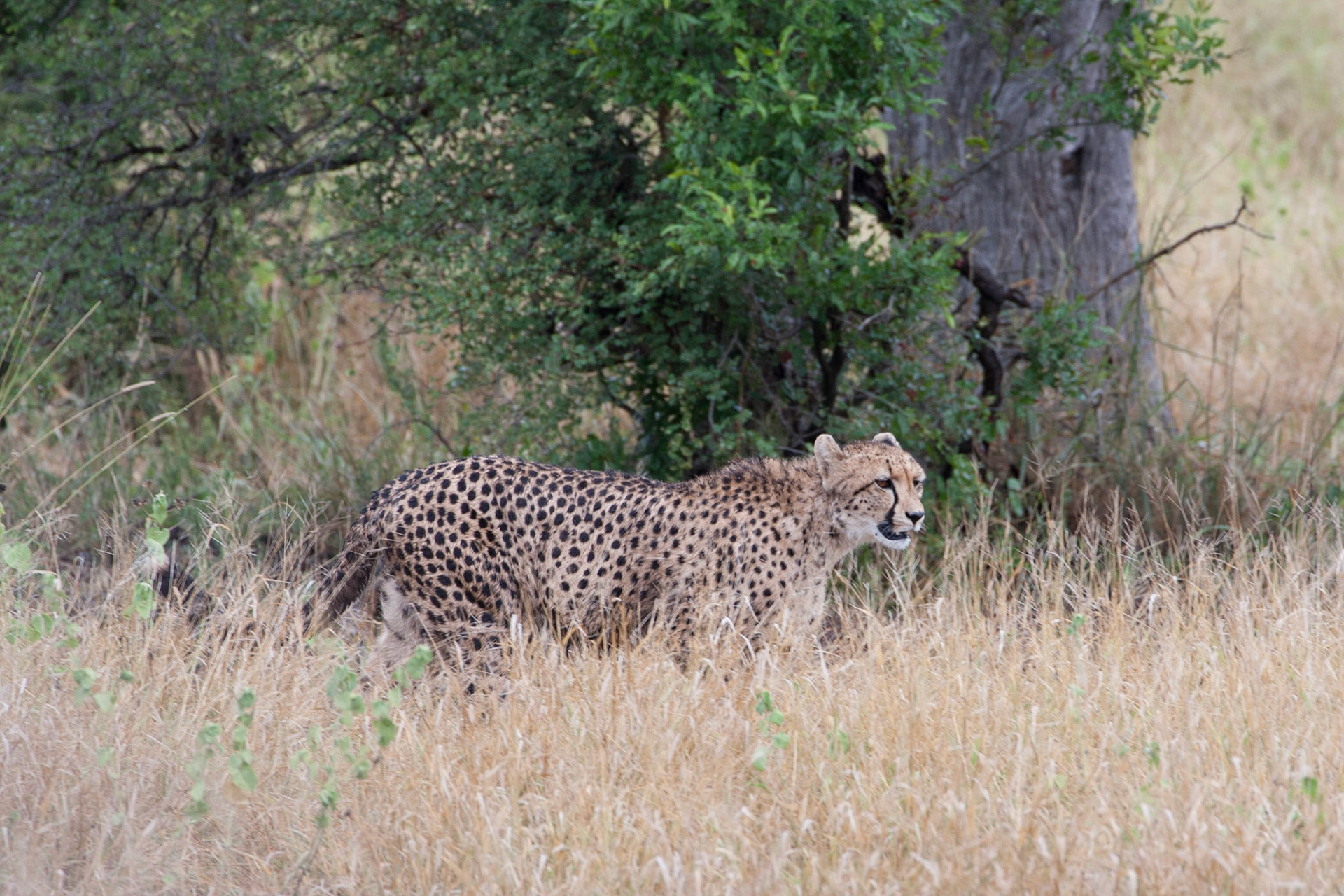 Cheetah (mother)