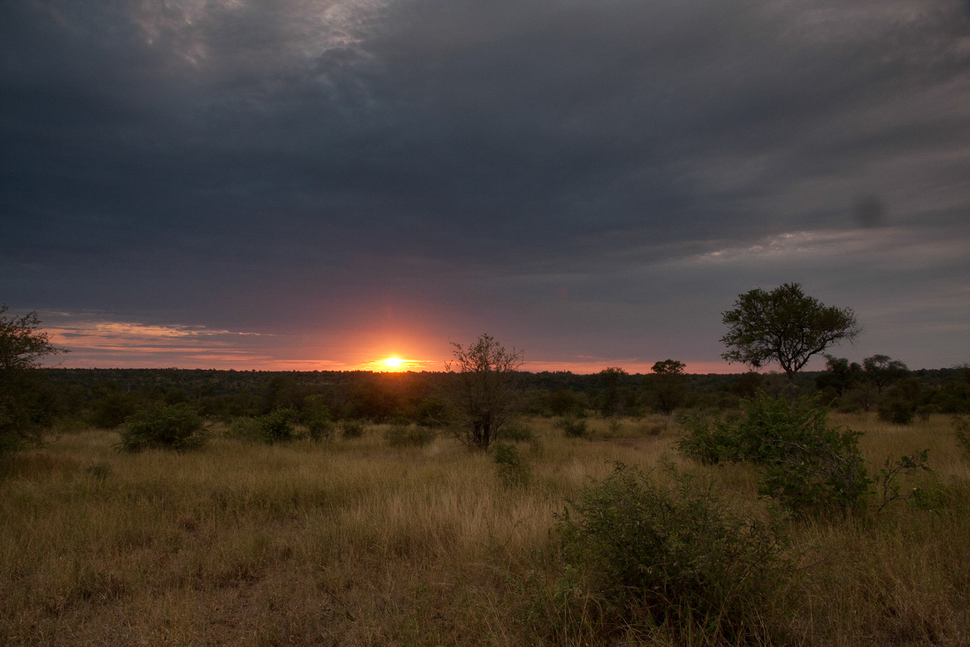 Sunrise in the bush