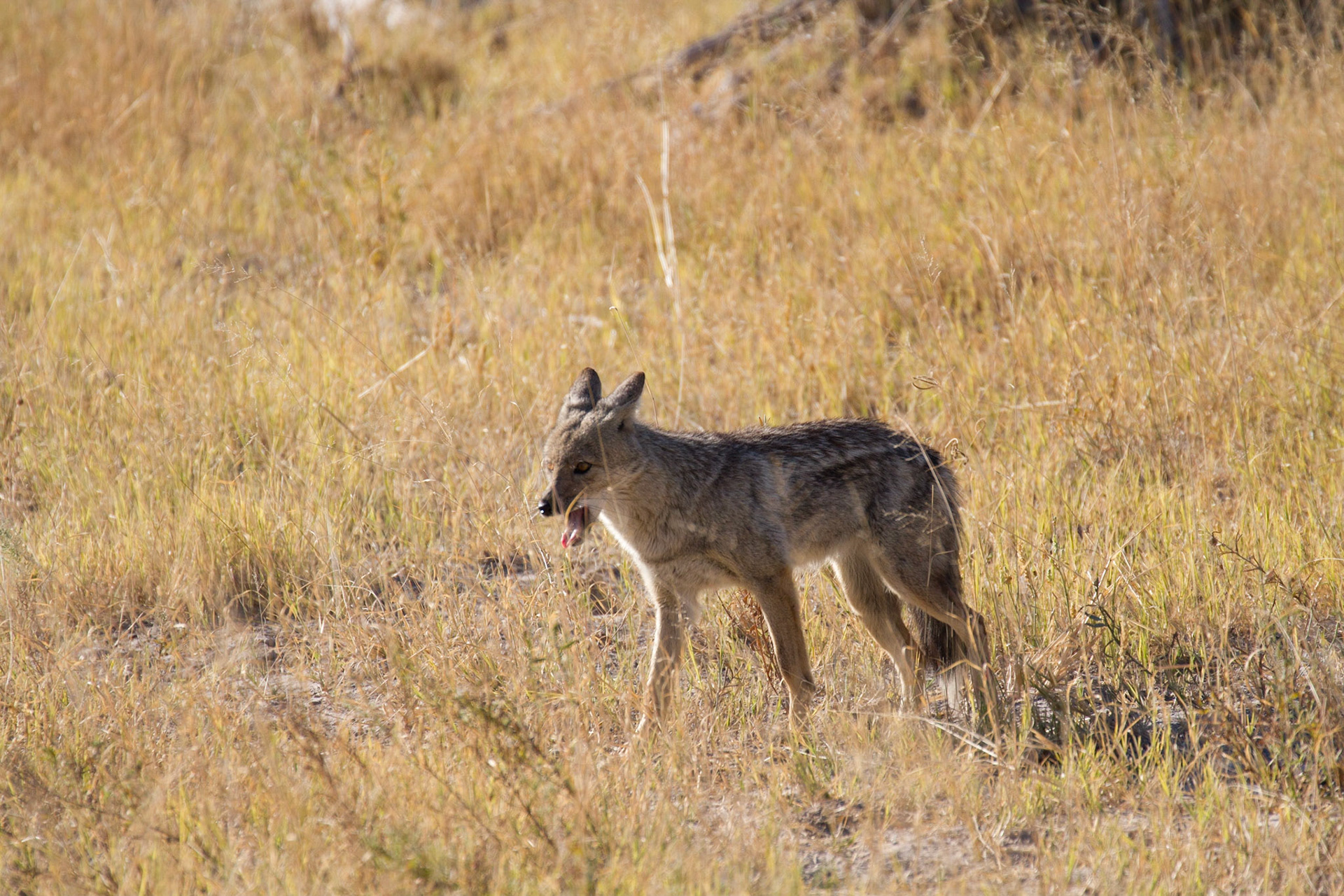 Side striped jackal