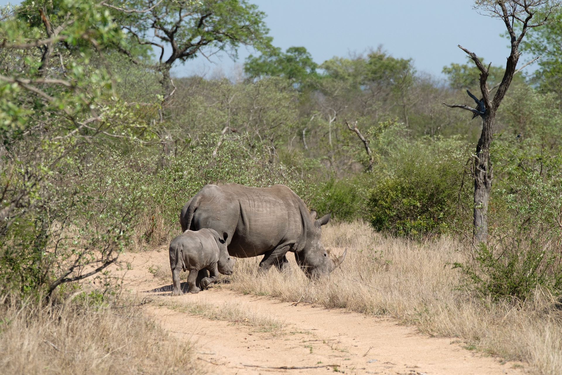 Mother and baby rhino