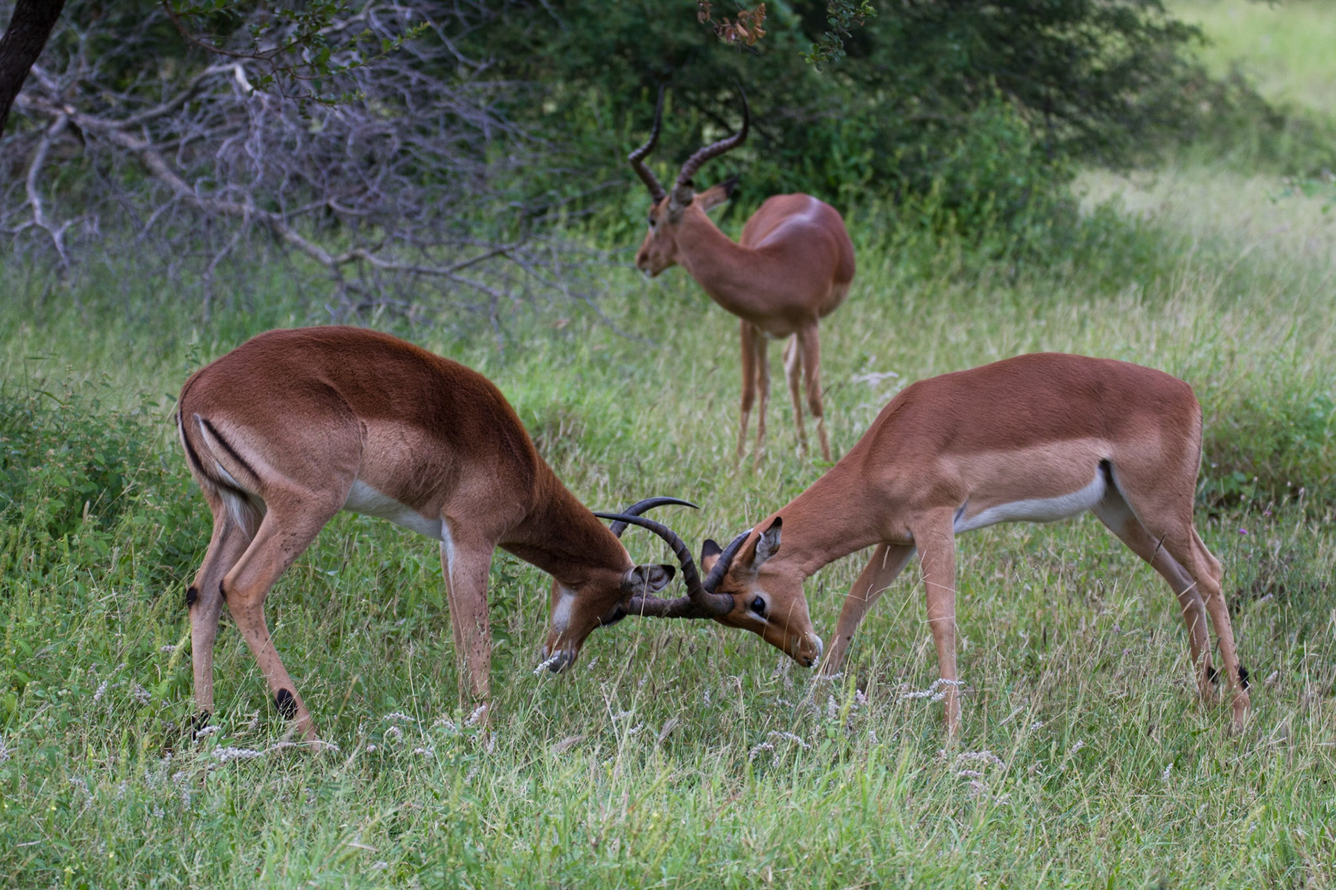 Impala play fighting