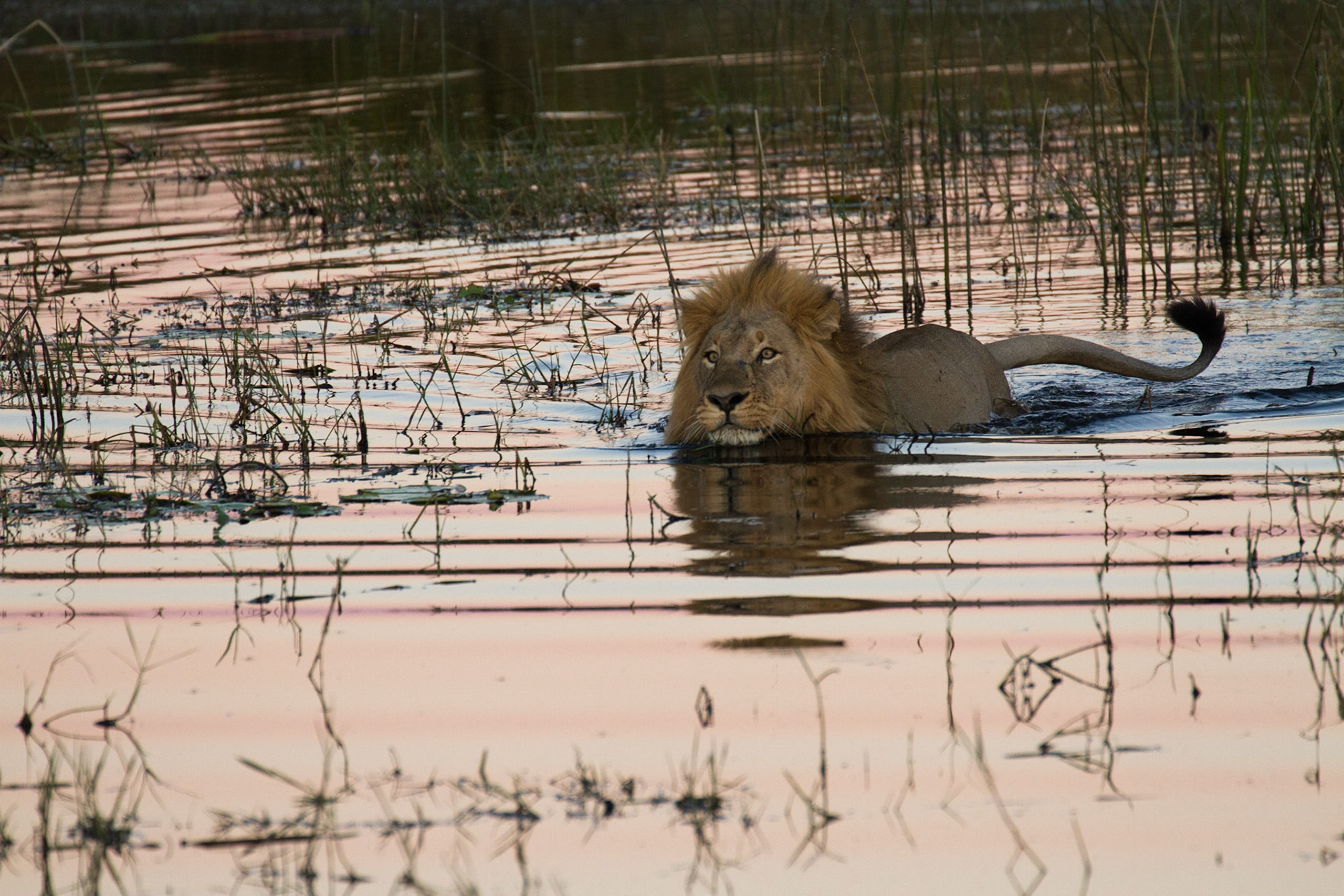 Lion swimming!