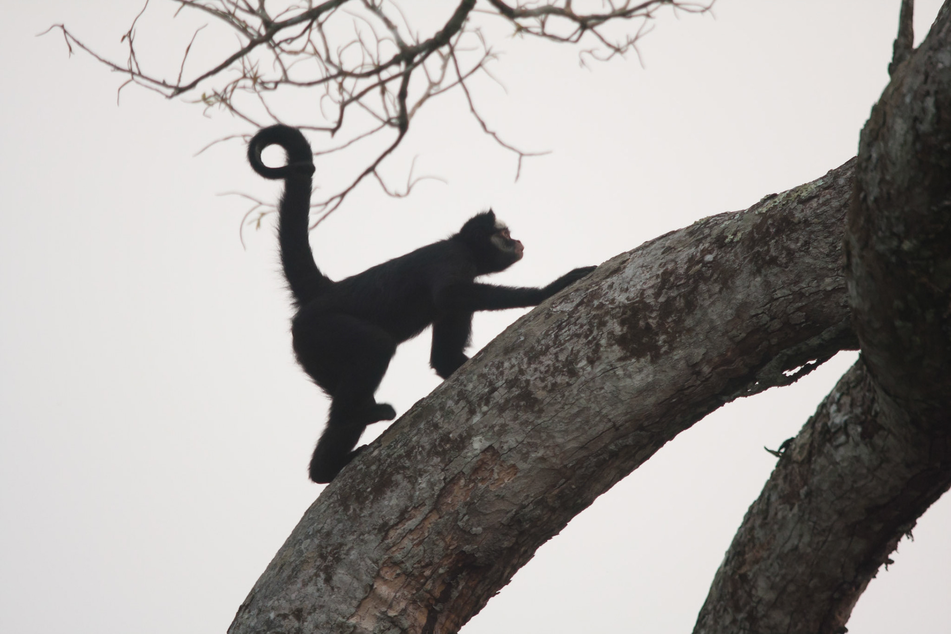 White whiskered spider monkey