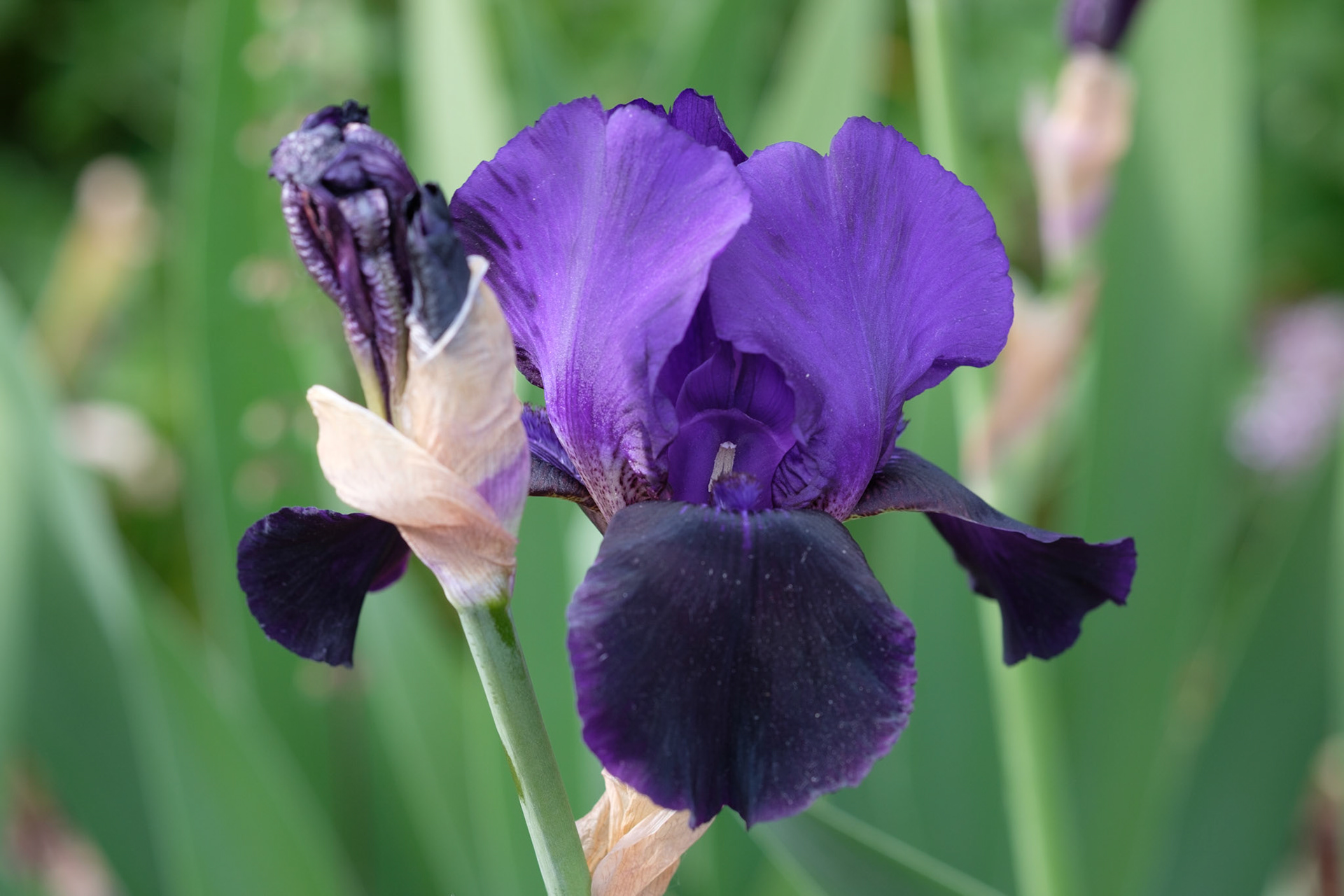 Iris (front)