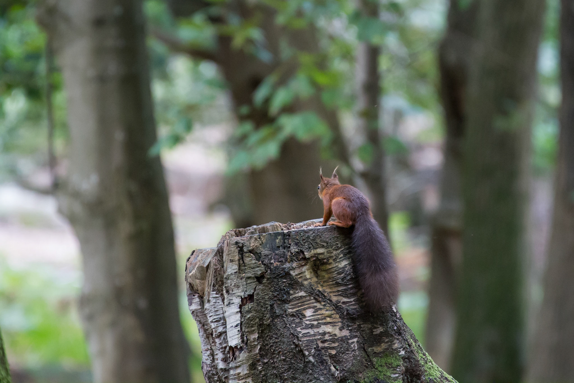 Red squirrel in the woods, Brownsea Island