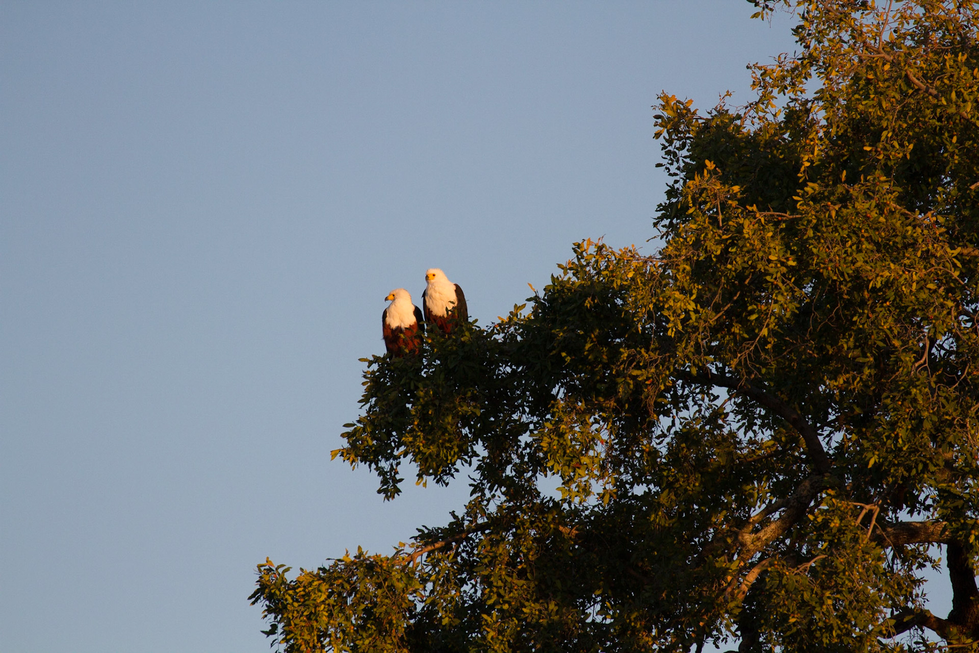 African fish eagles
