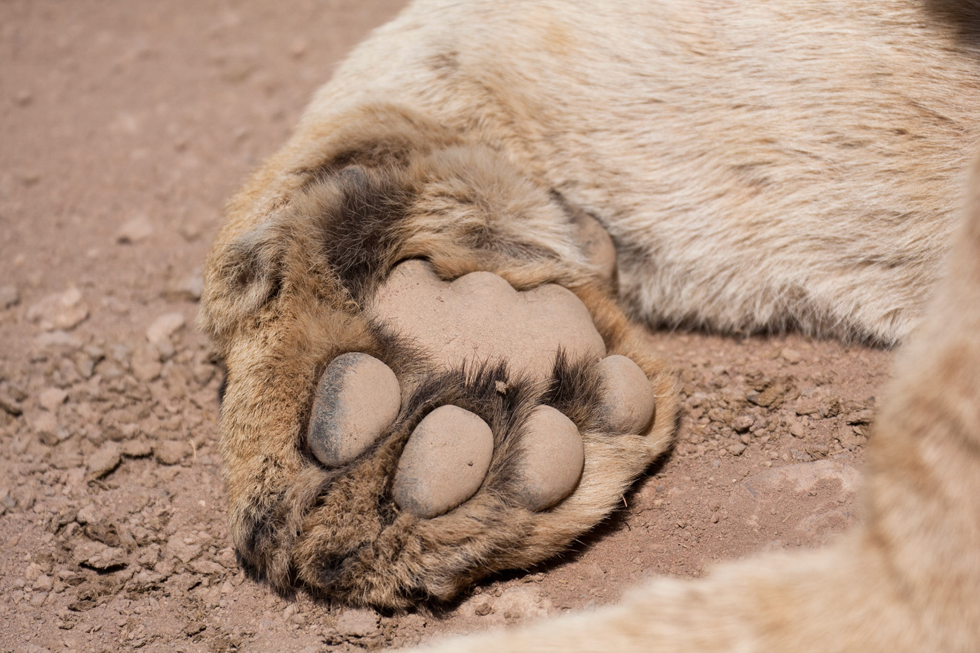 Lion paw