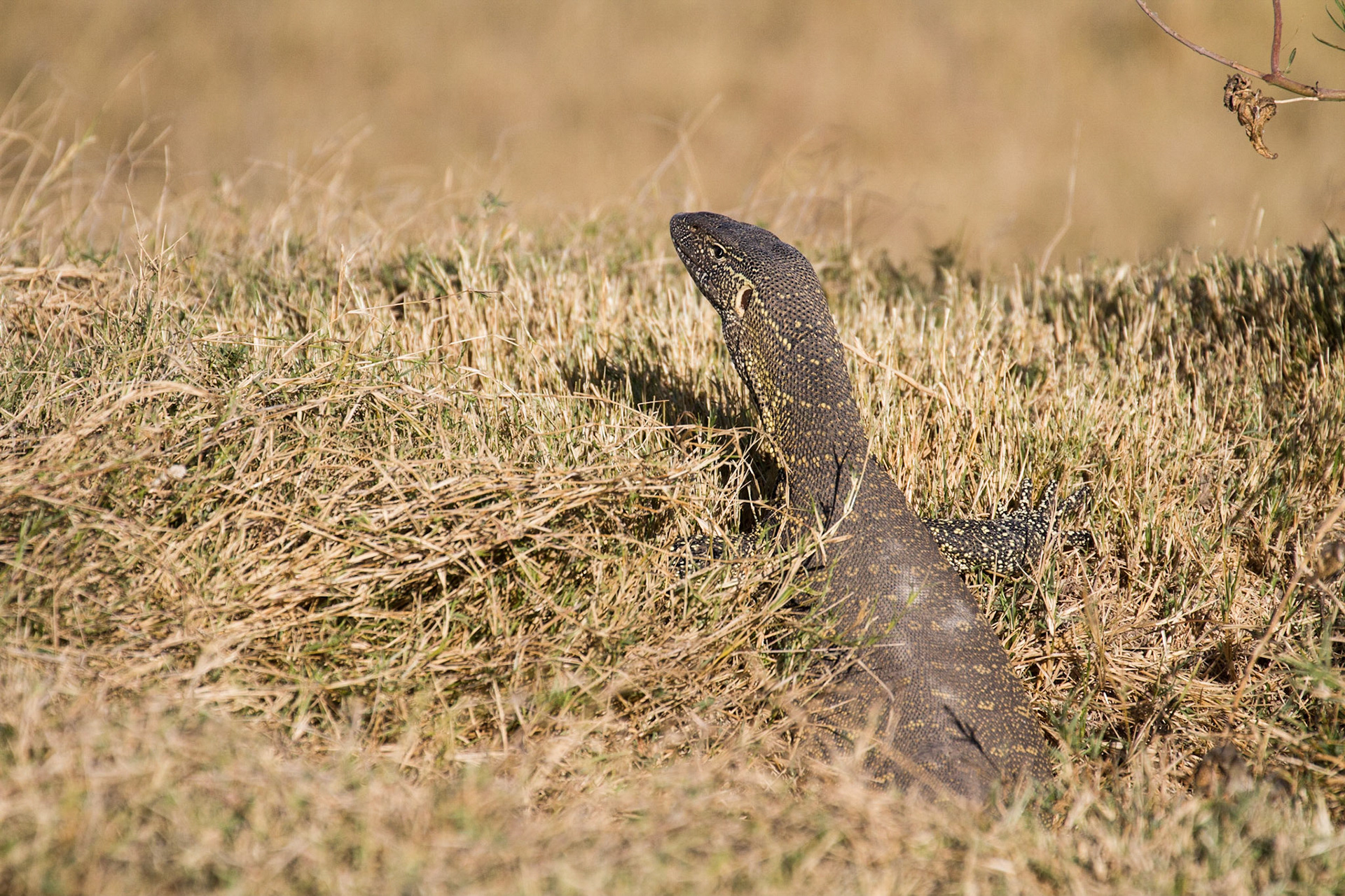 Water monitor lizard