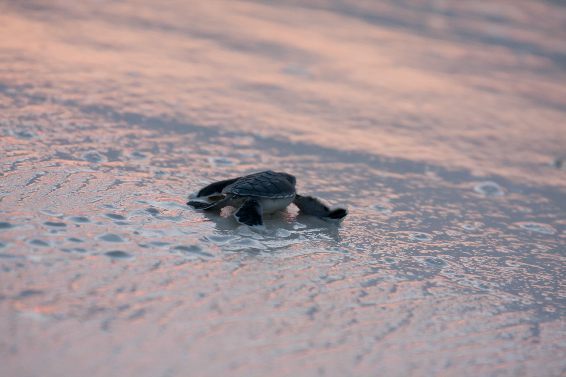 Making it's 1st journey to the sea