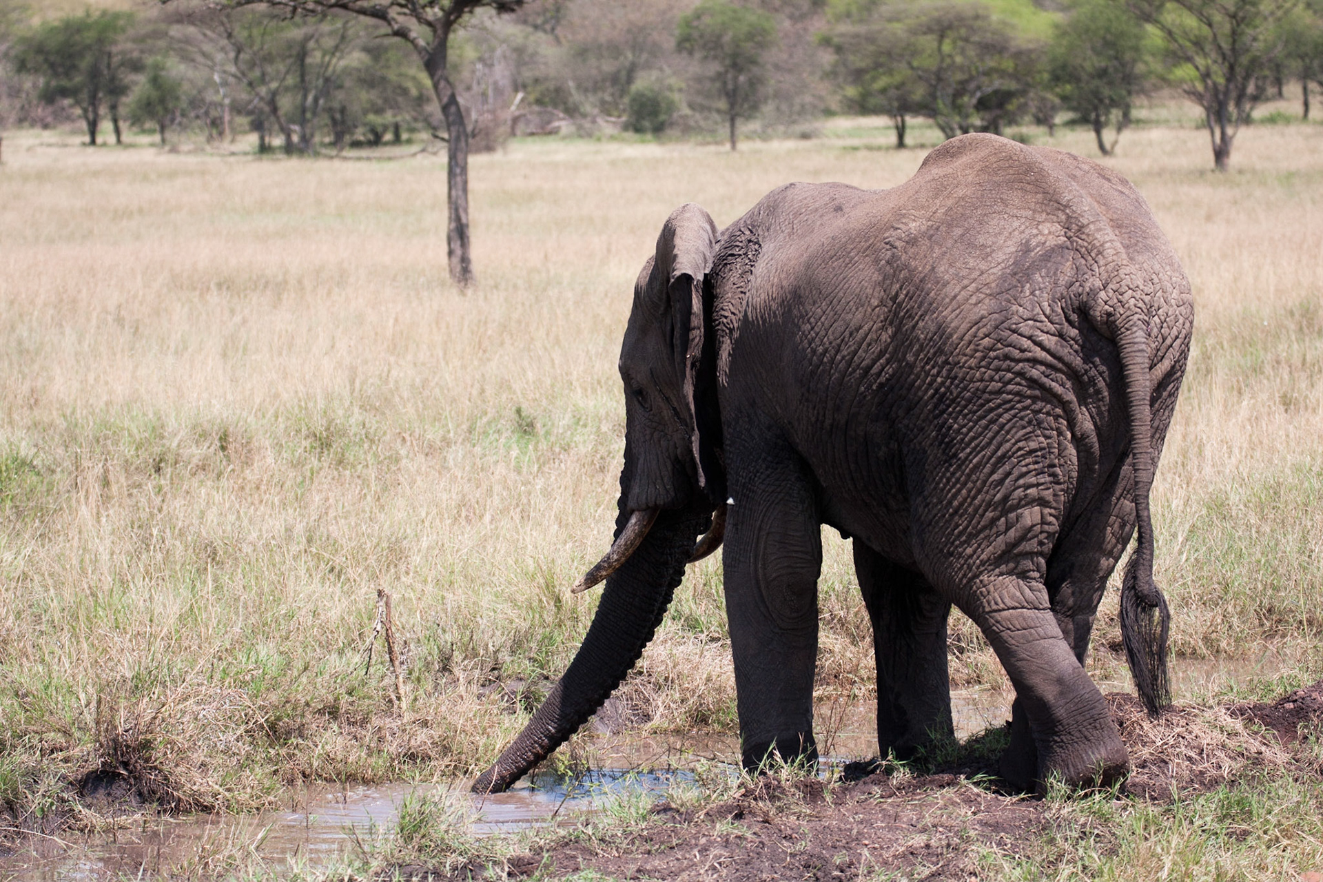 Elephant drinking