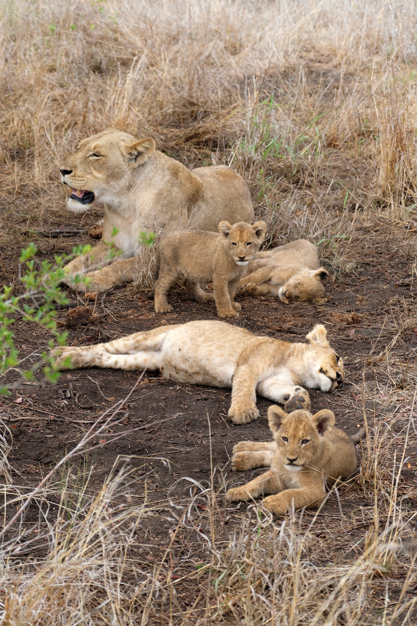 Lion with young cubs and an older cousin