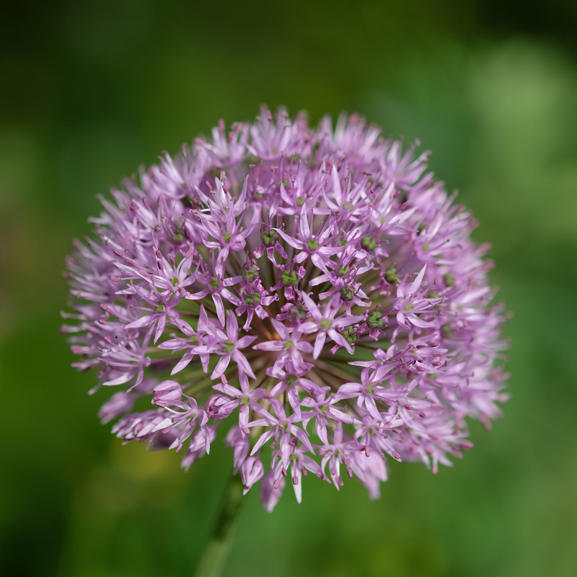 Allium (fire pit)