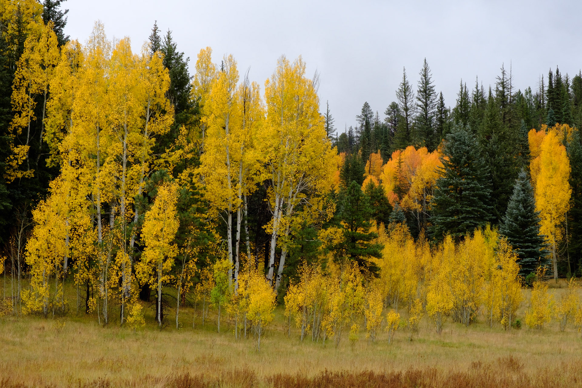 Aspen trees