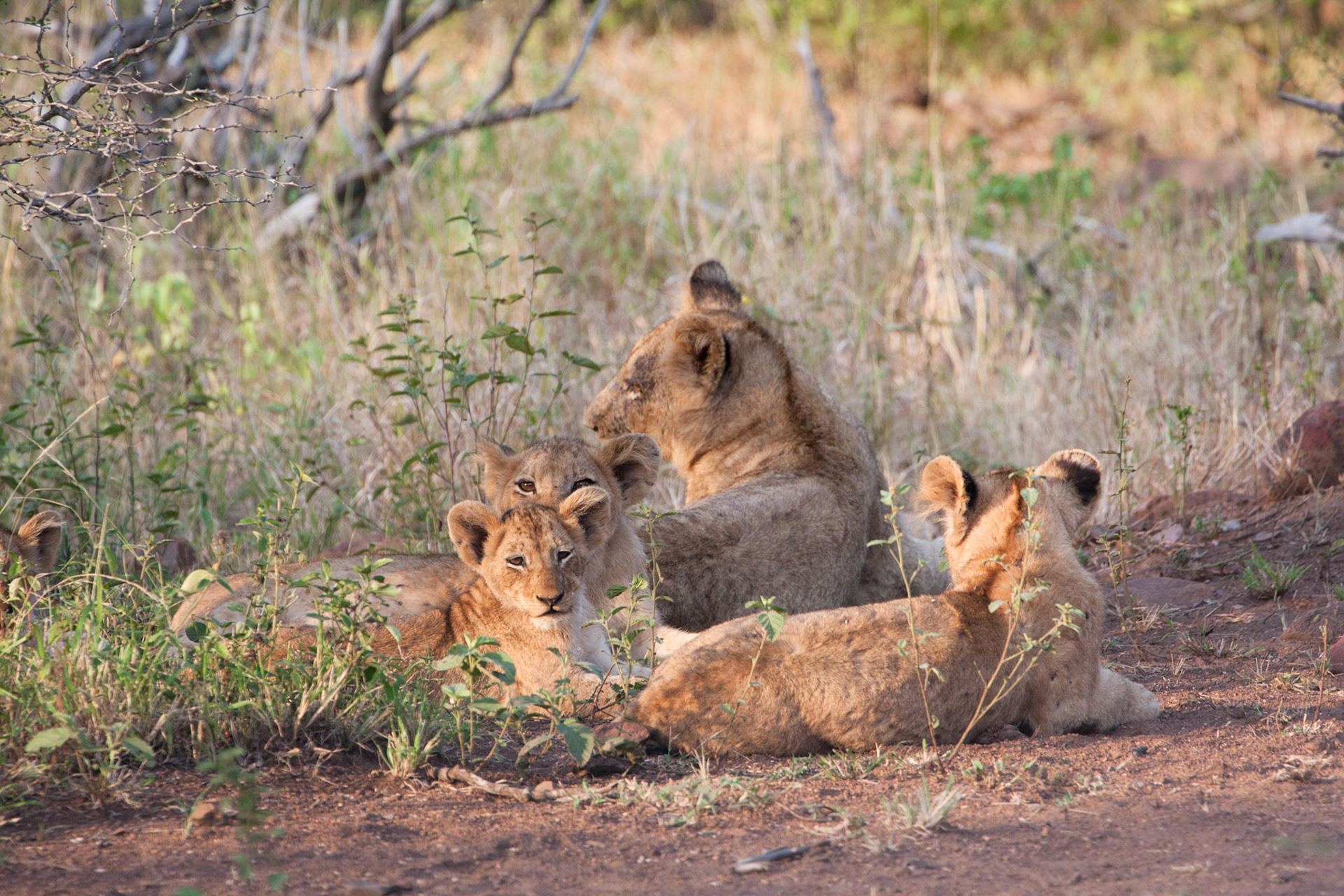 Xirombi pride of lions