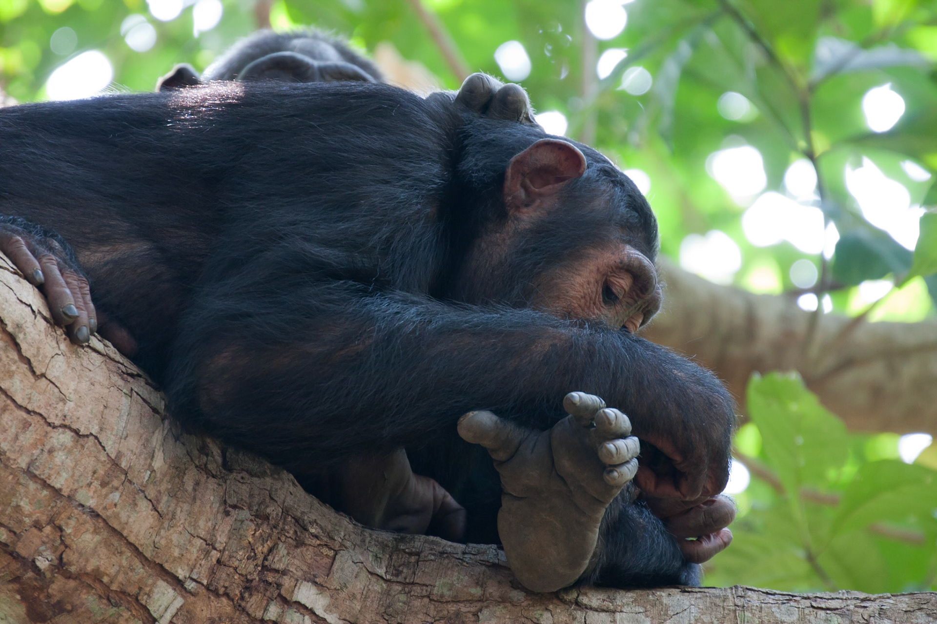 Paffi grooming herself