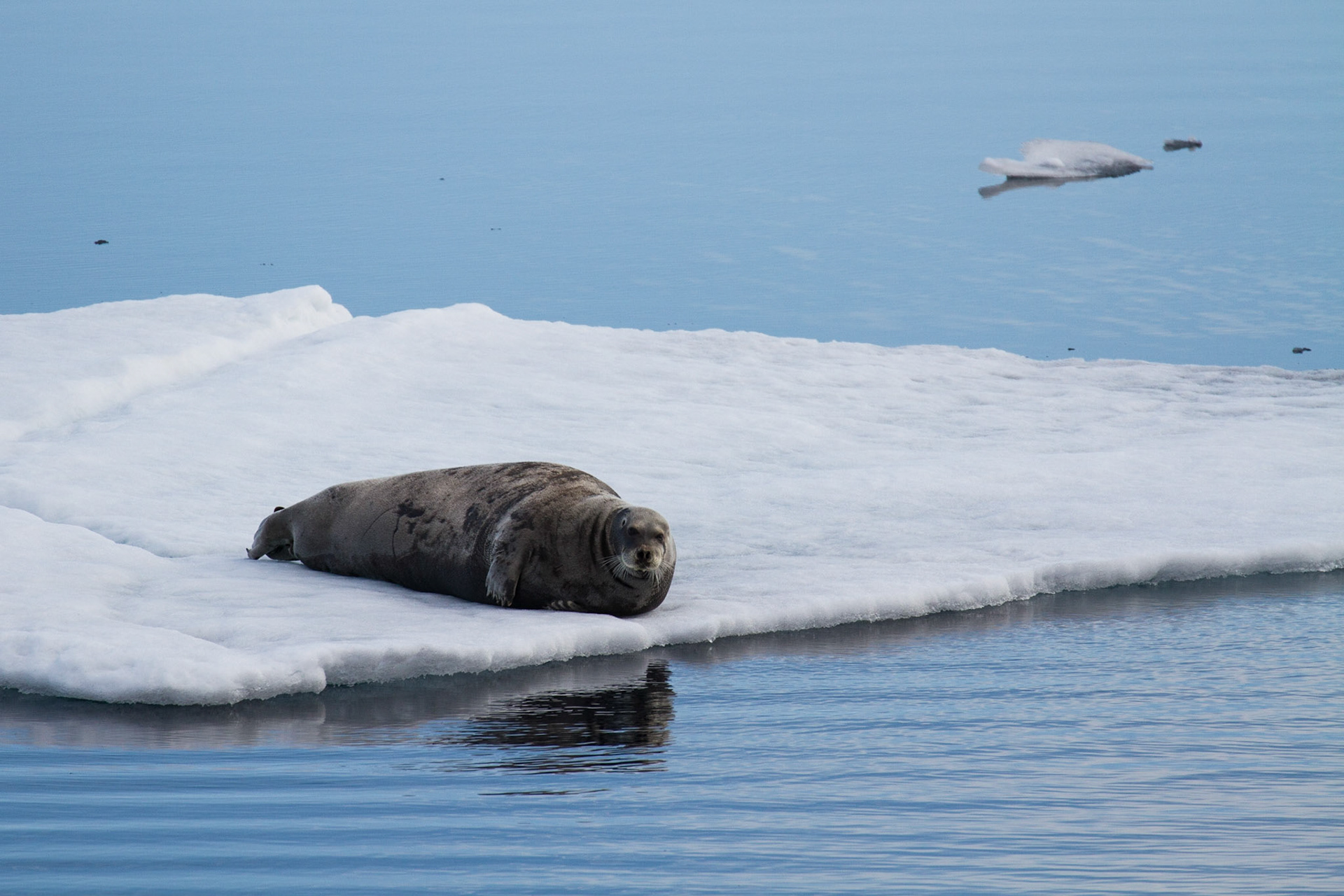 Bearded seal