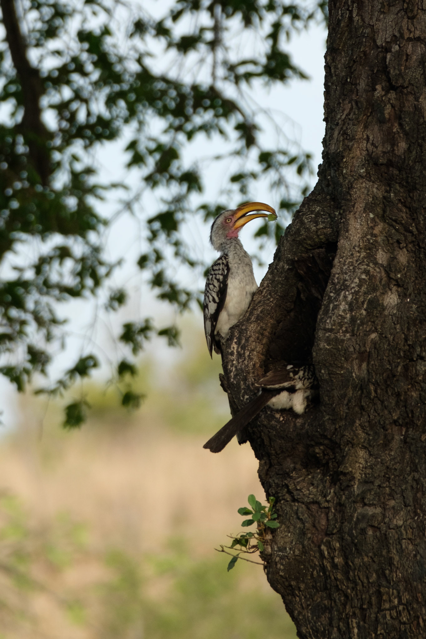 Pair of Hornbills