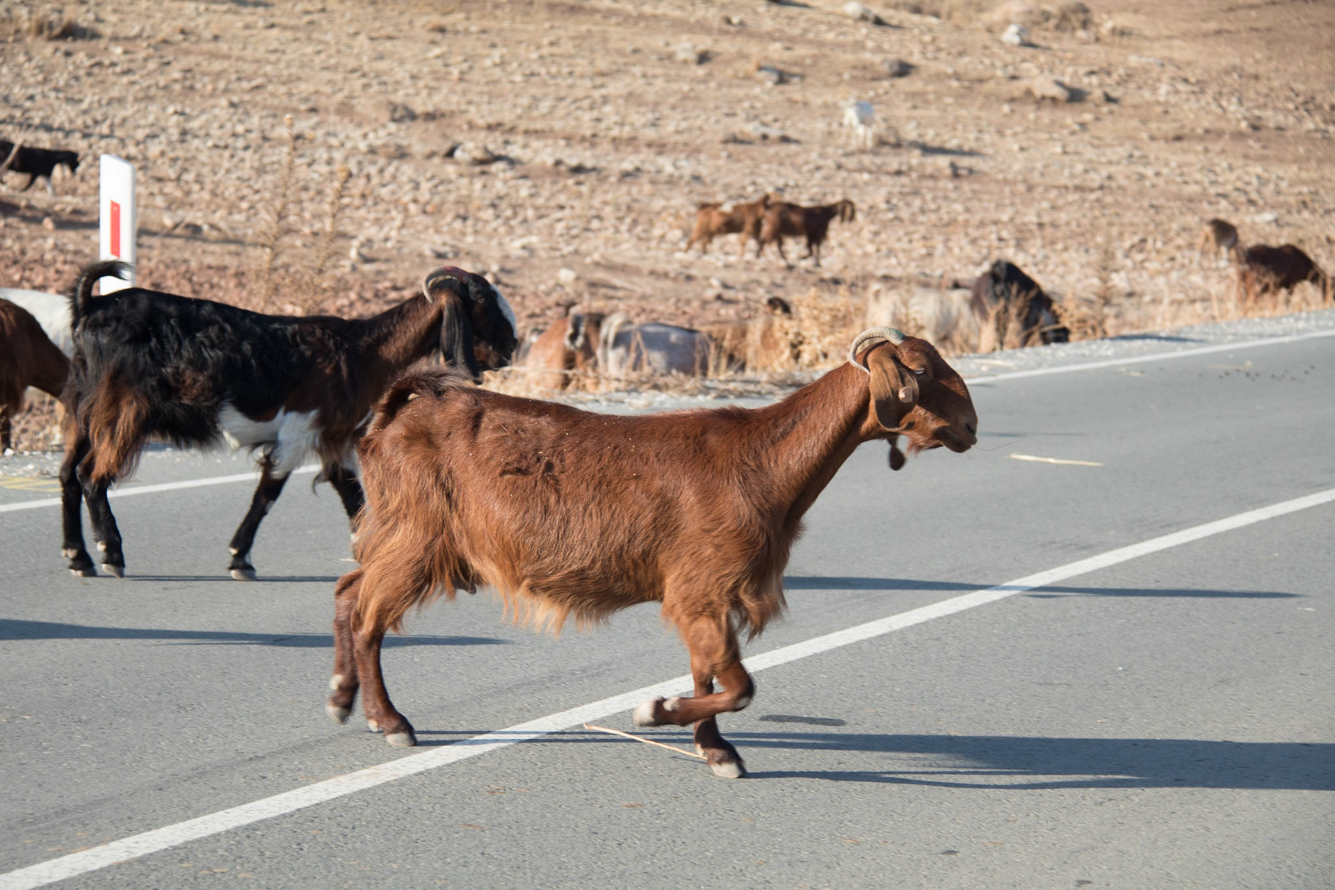 Goats crossing