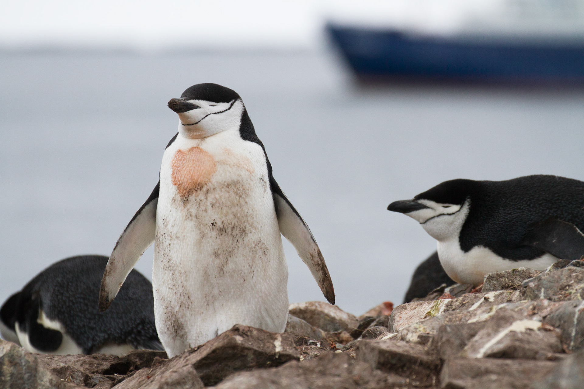 Wearing it's heart on it's chest!
