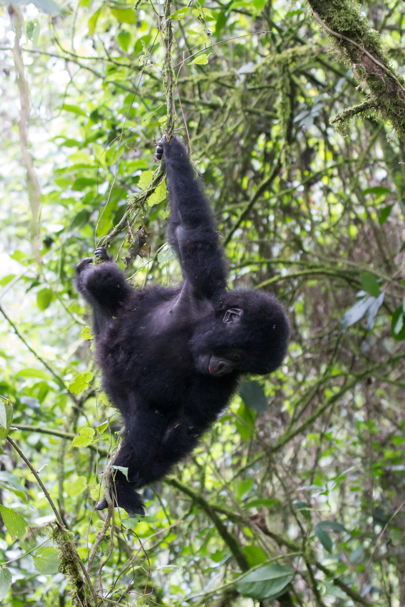 A youngster in the trees