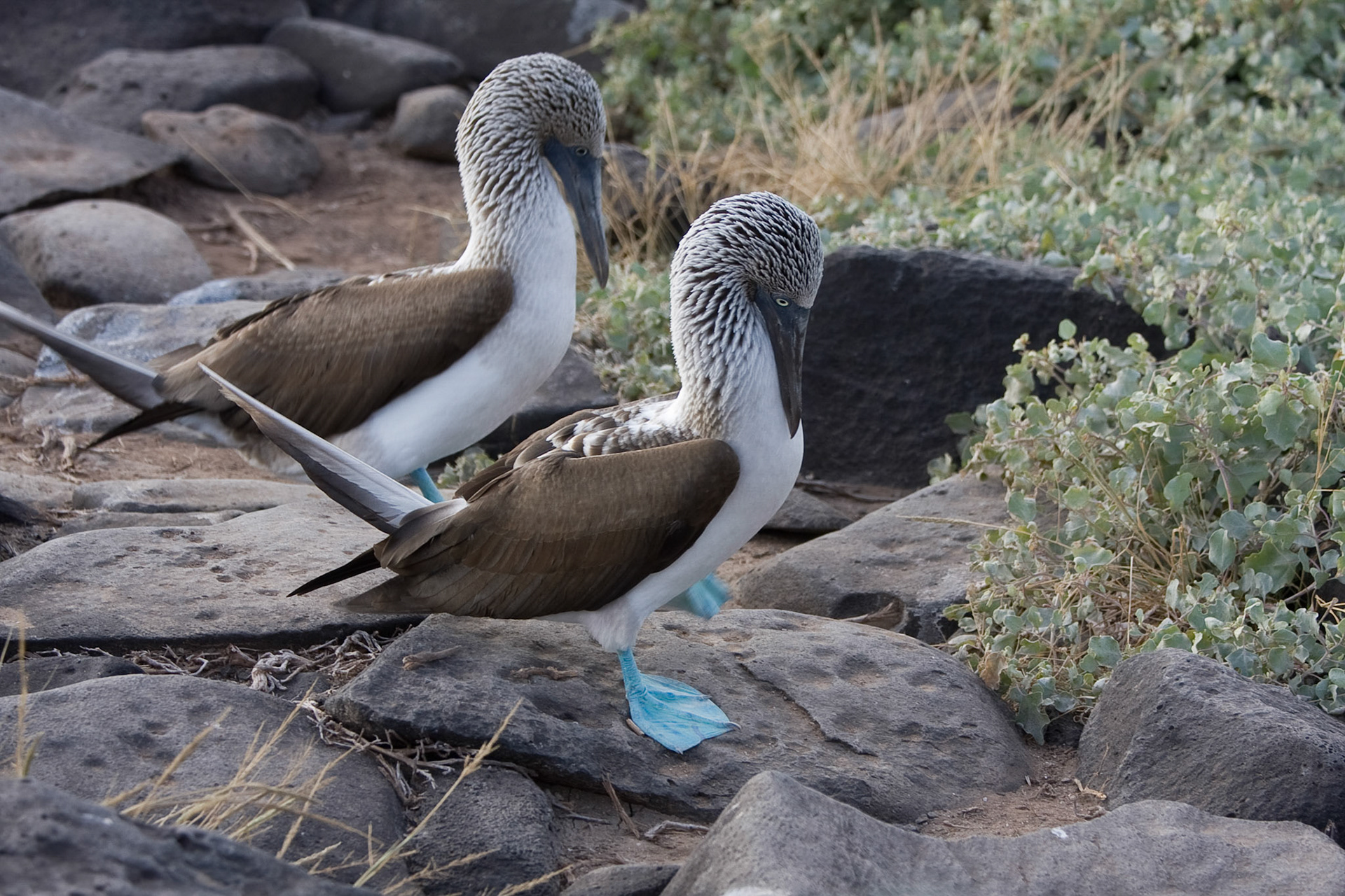 Blue footed booby courtship ritual