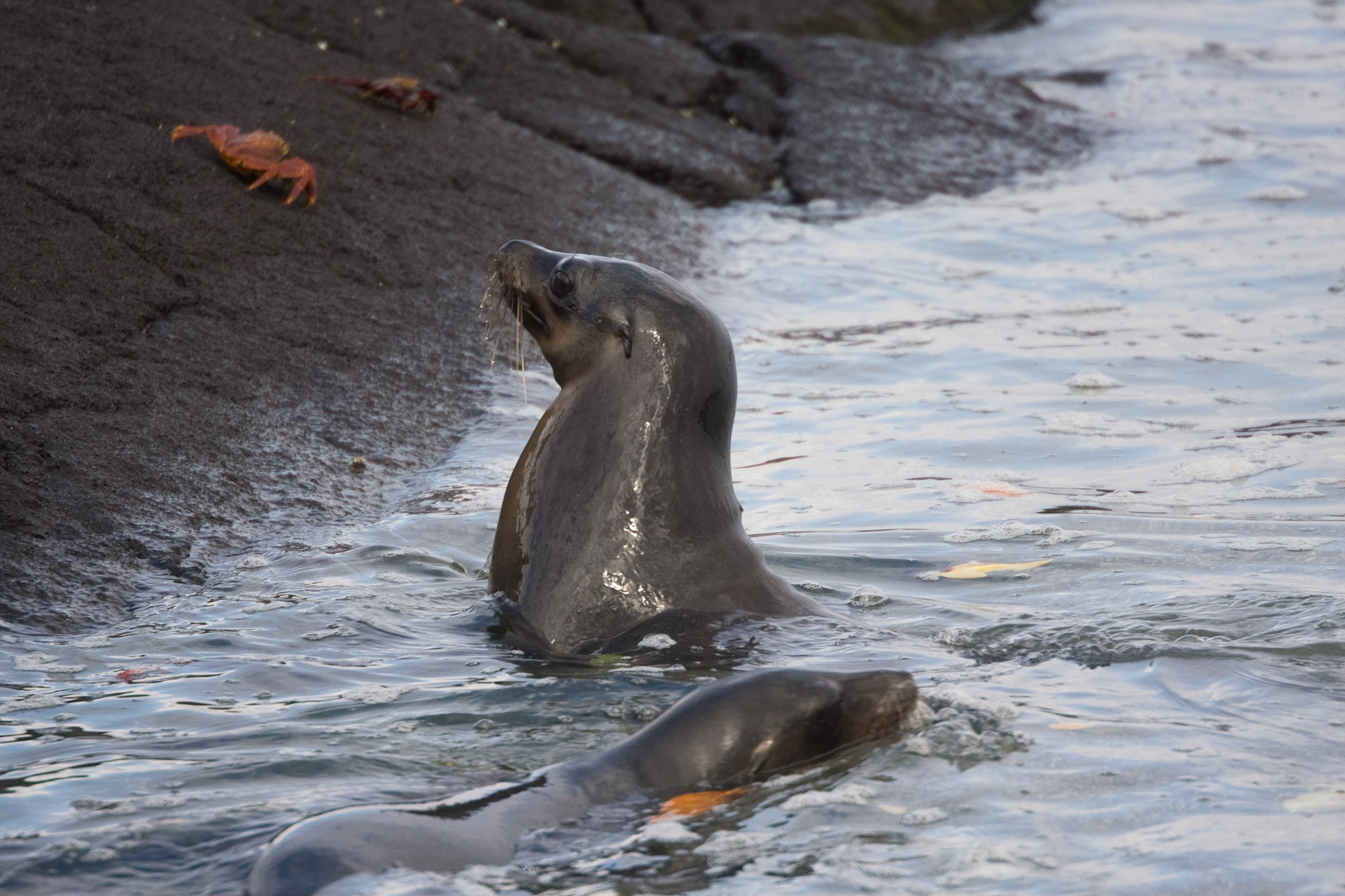 Sea lion pups