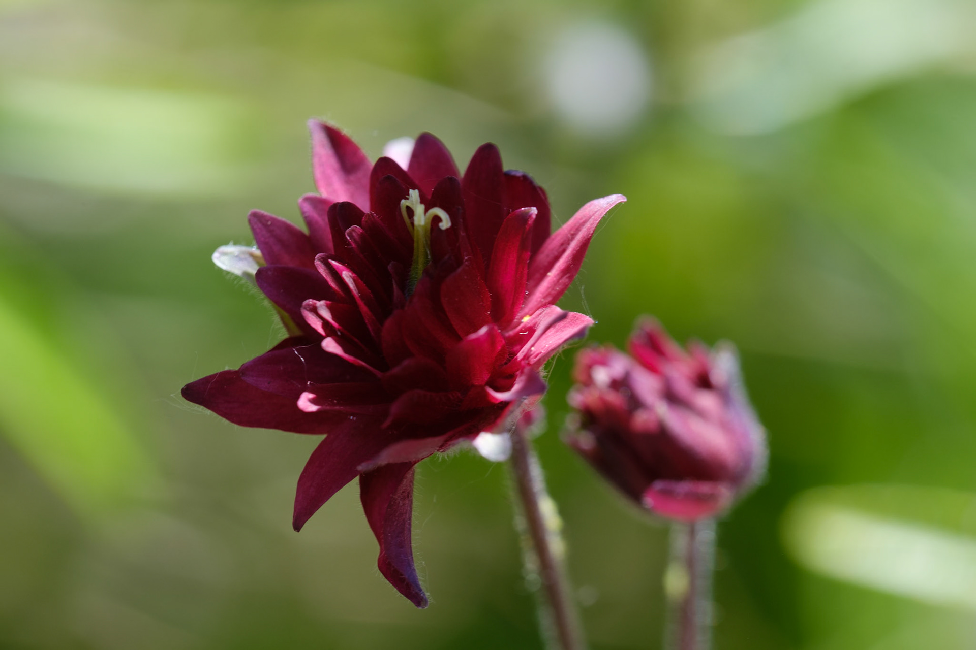 Aquilegia (back)
