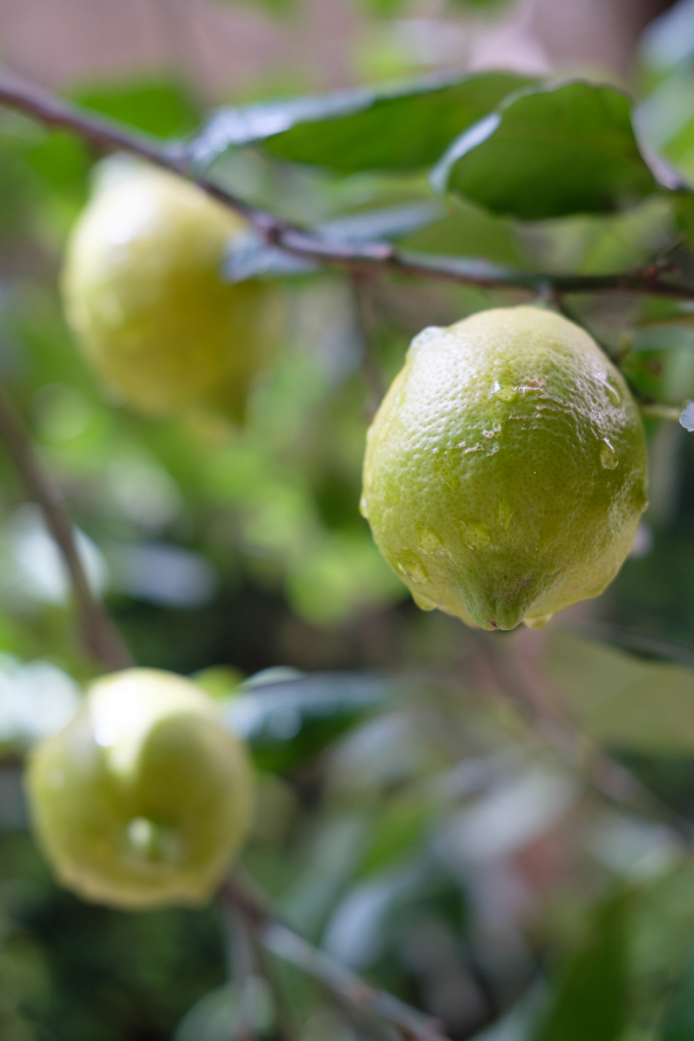 Lemons in the courtyard, Cima Rosa