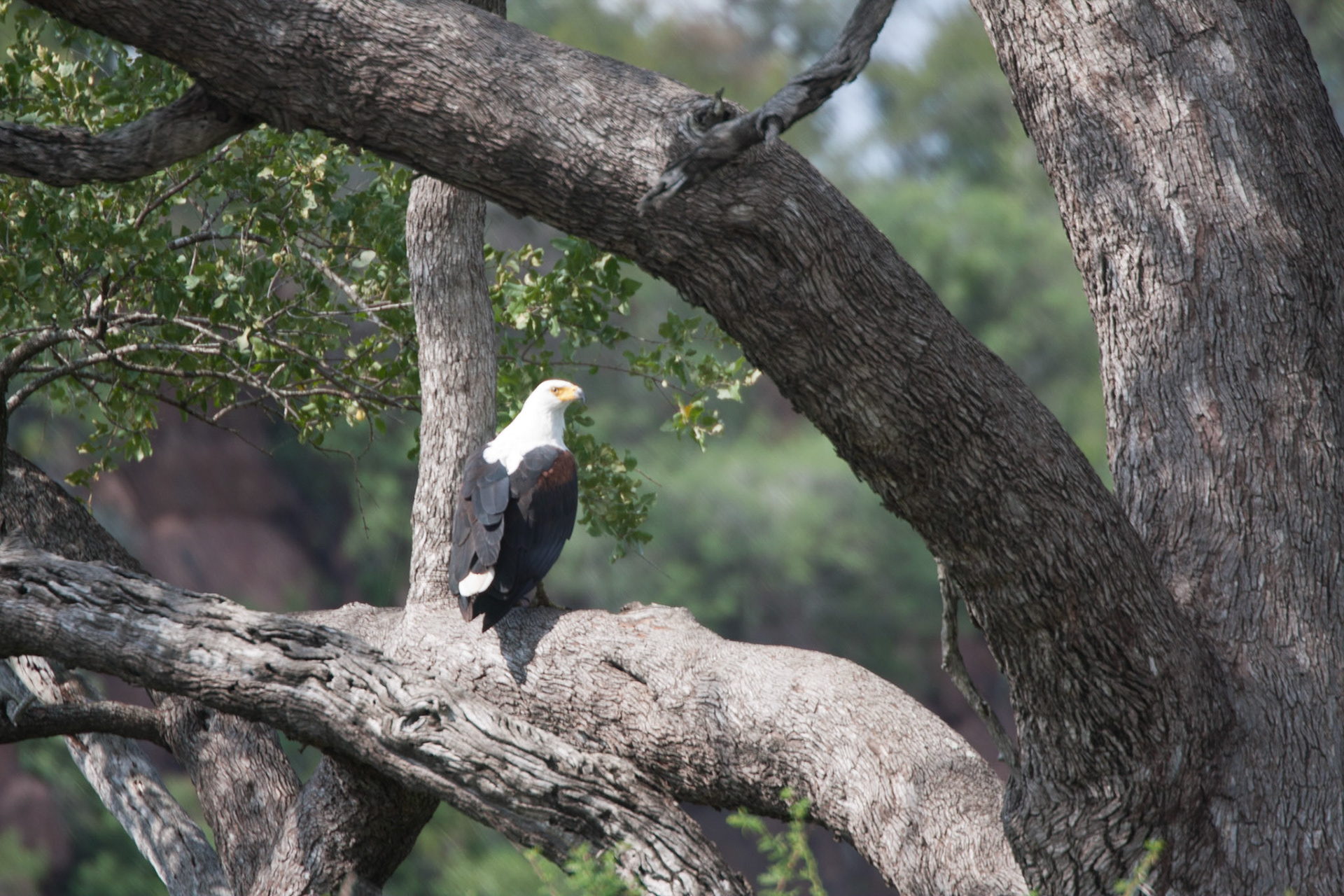 Fish eagle