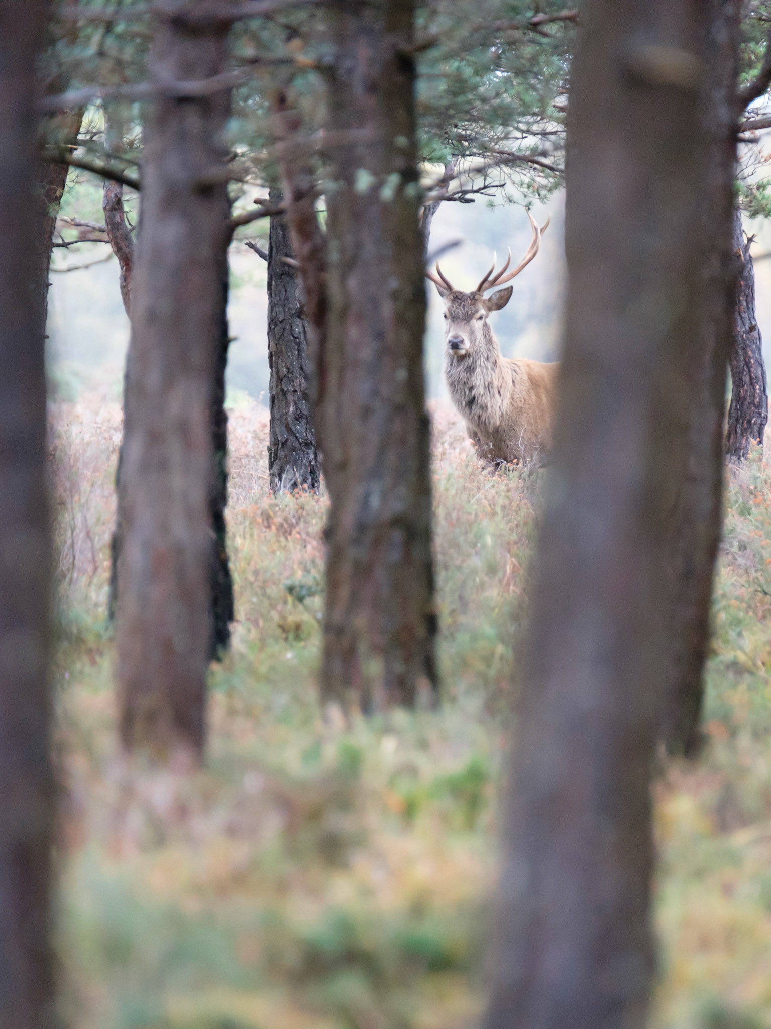 Red deer stag