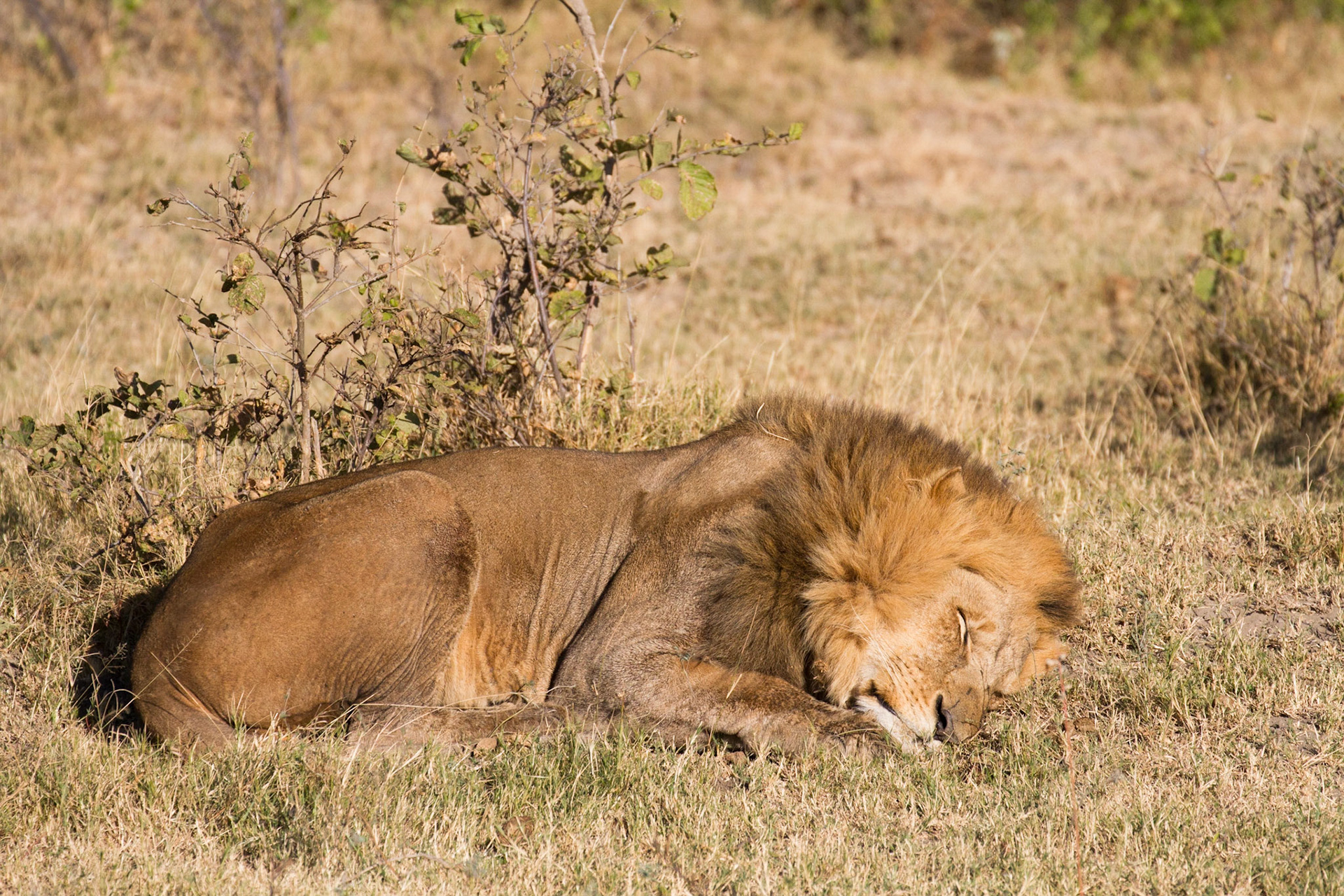 Sleeping lion