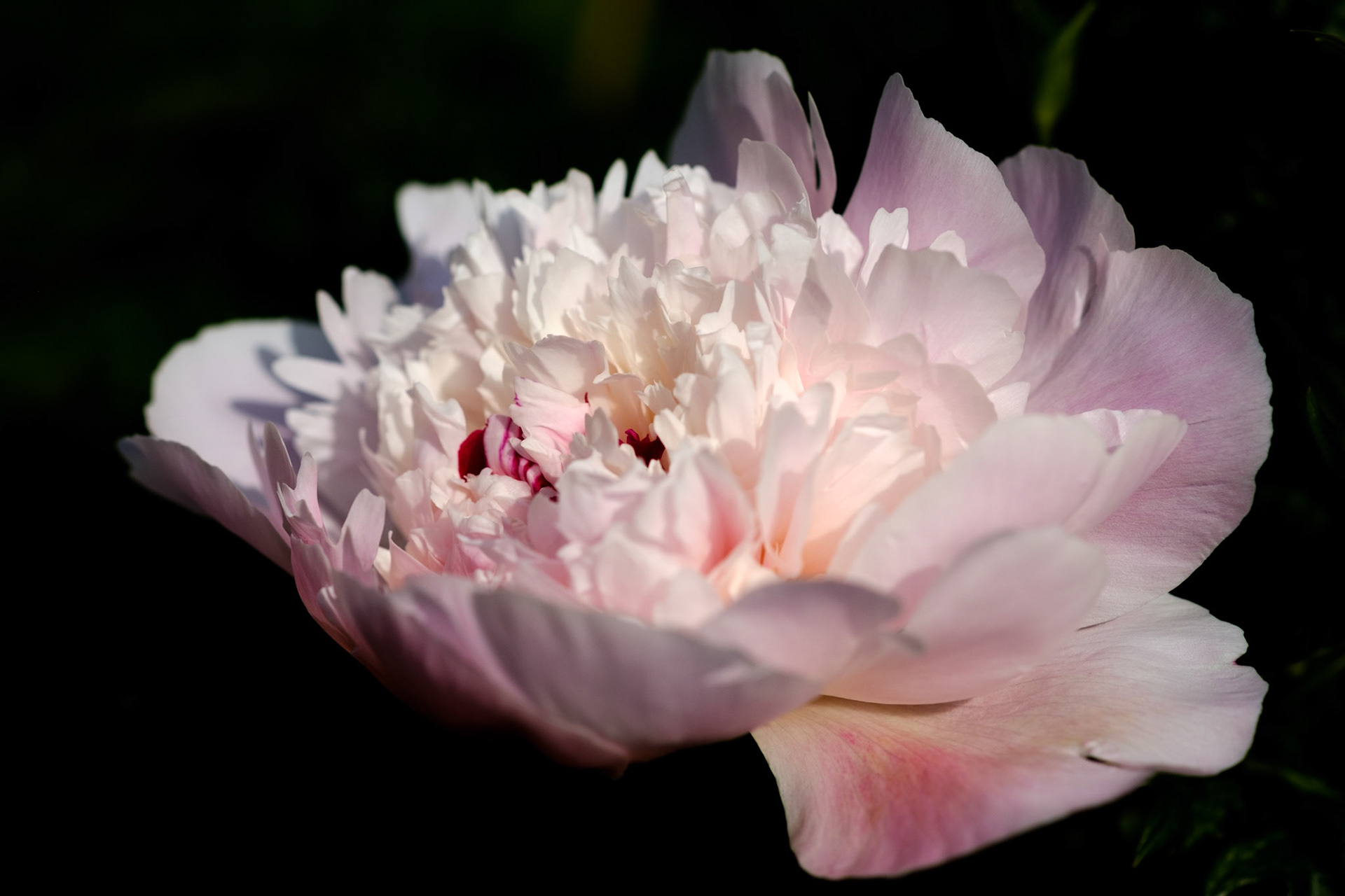 Peony (backed curved bed)