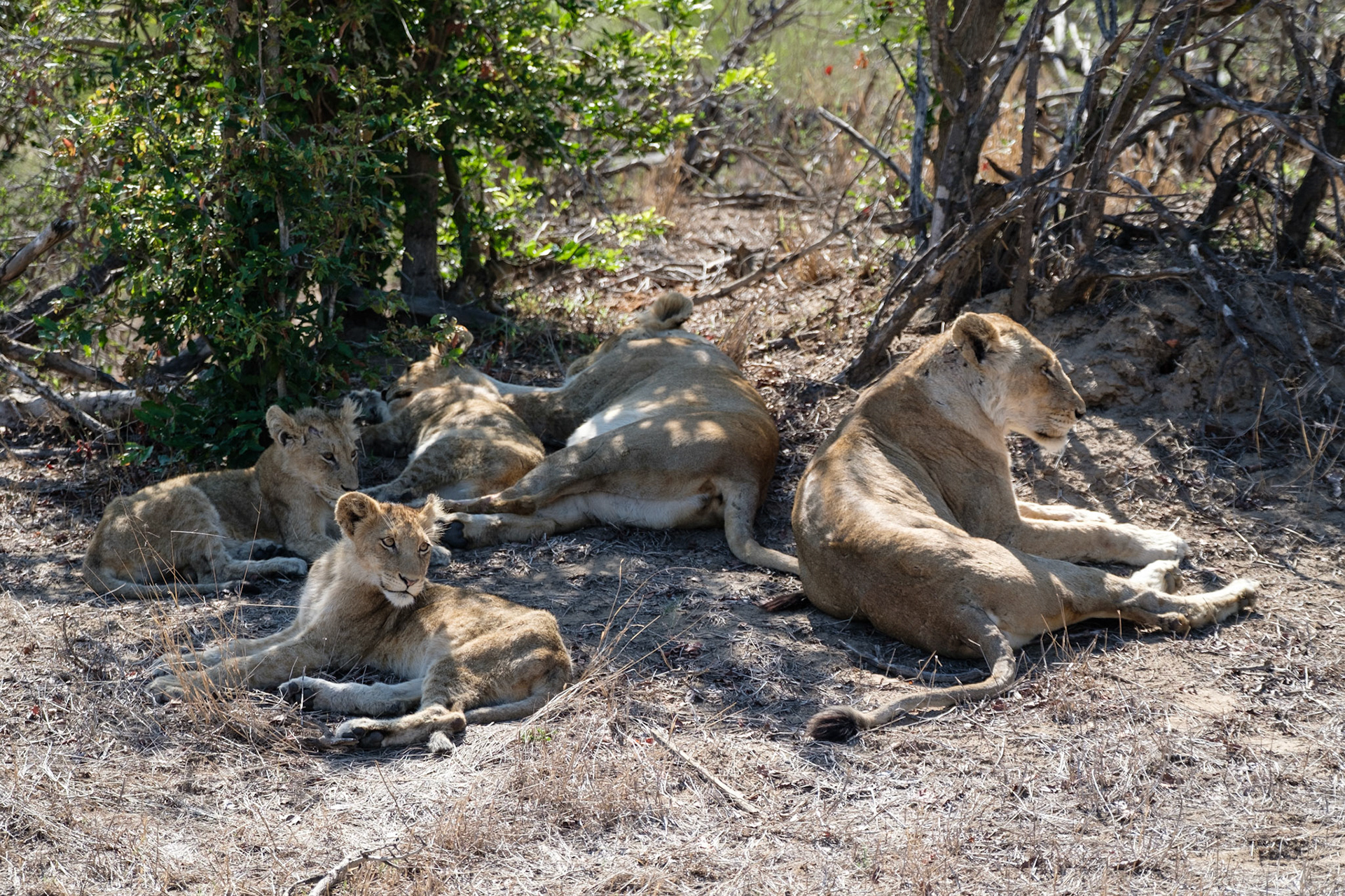 Lions and cubs