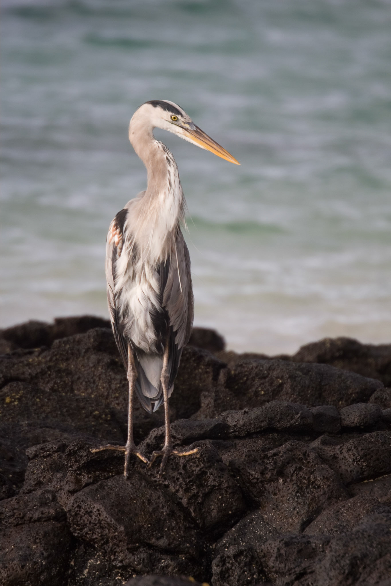 Great blue heron