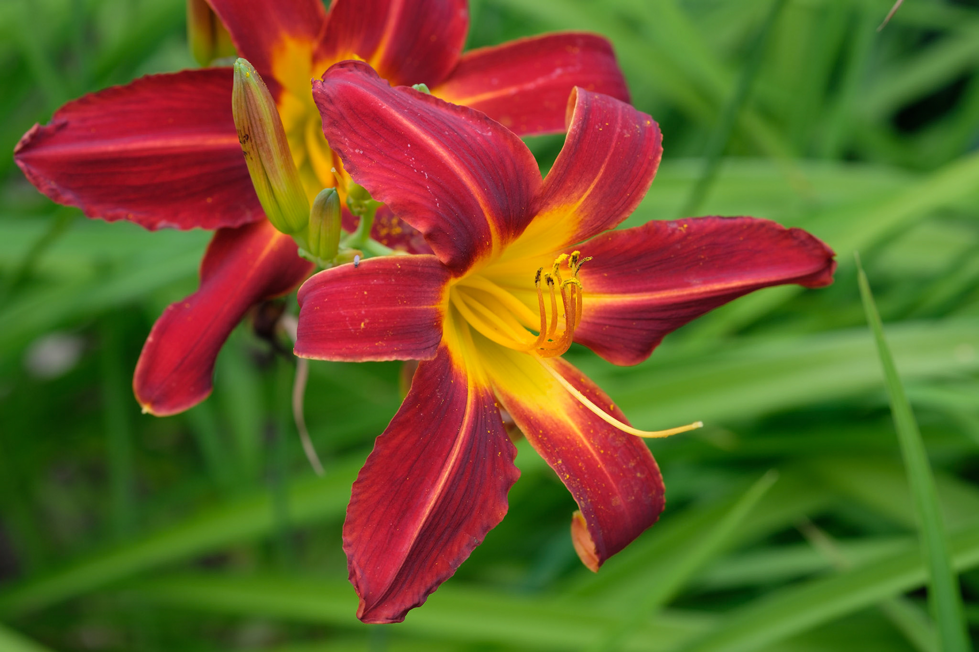 Day lilies (patio)