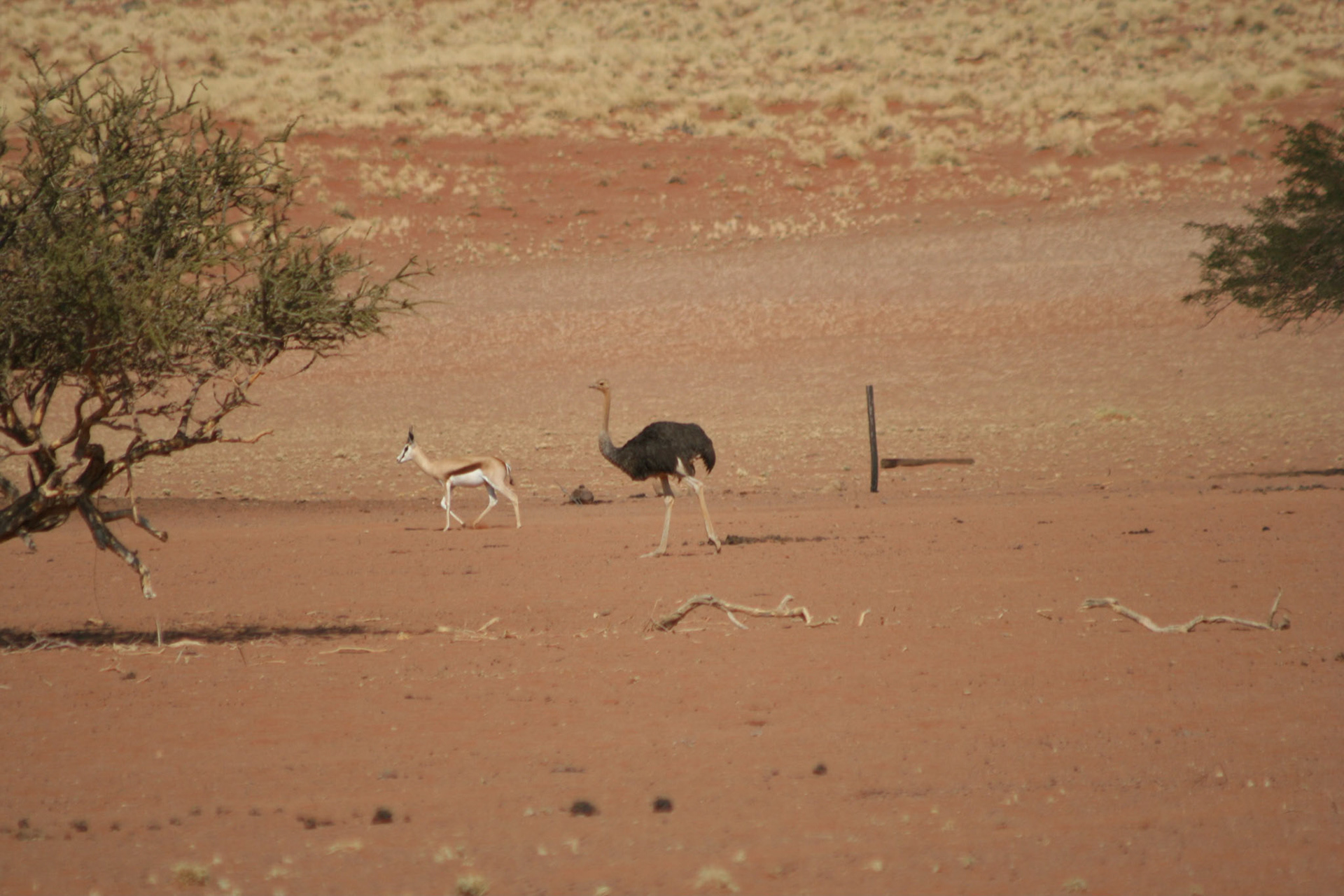 Springbok and ostrich leaving water hole