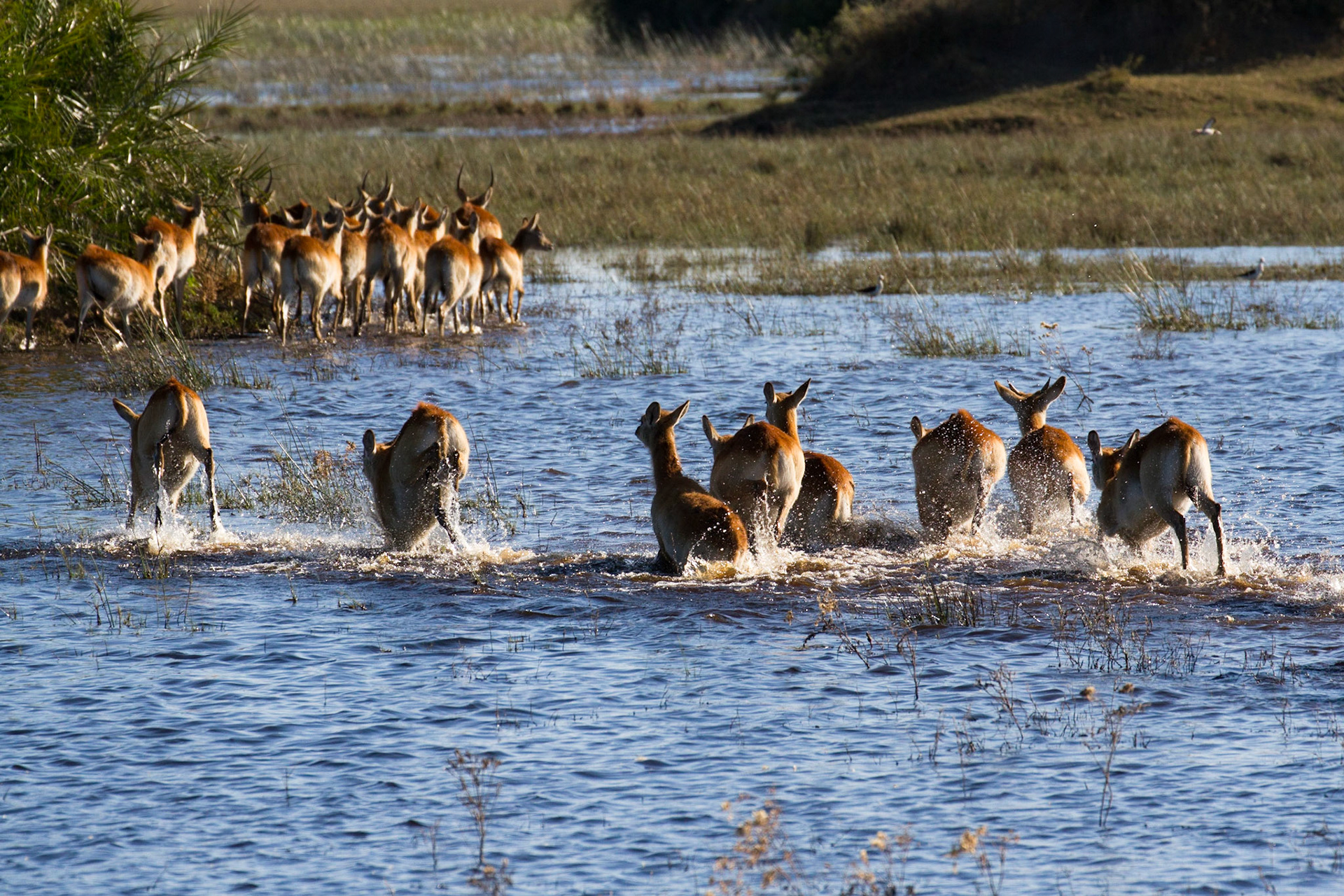 Red lechwe crossing water
