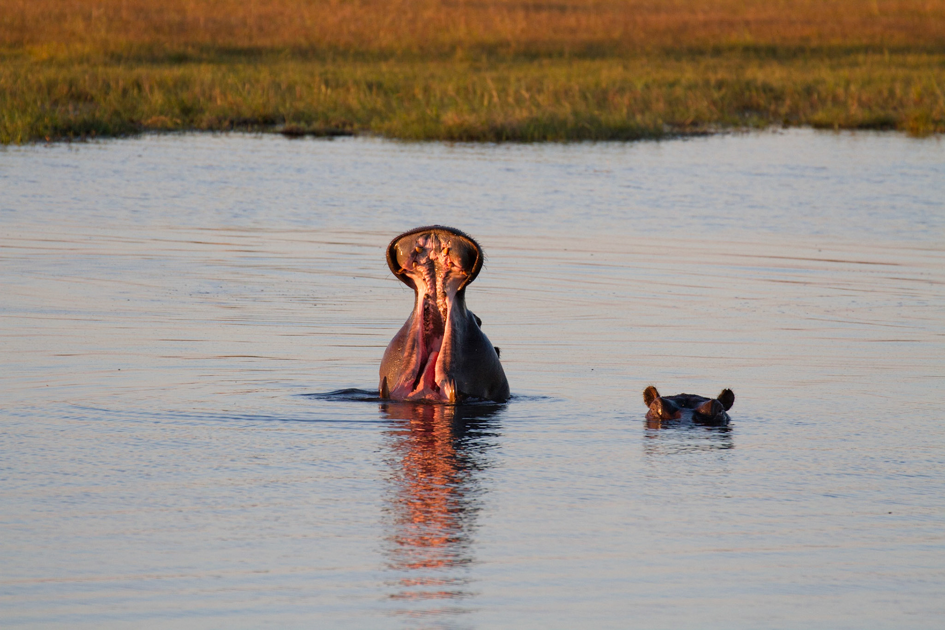 Hippos, Okavango Delta