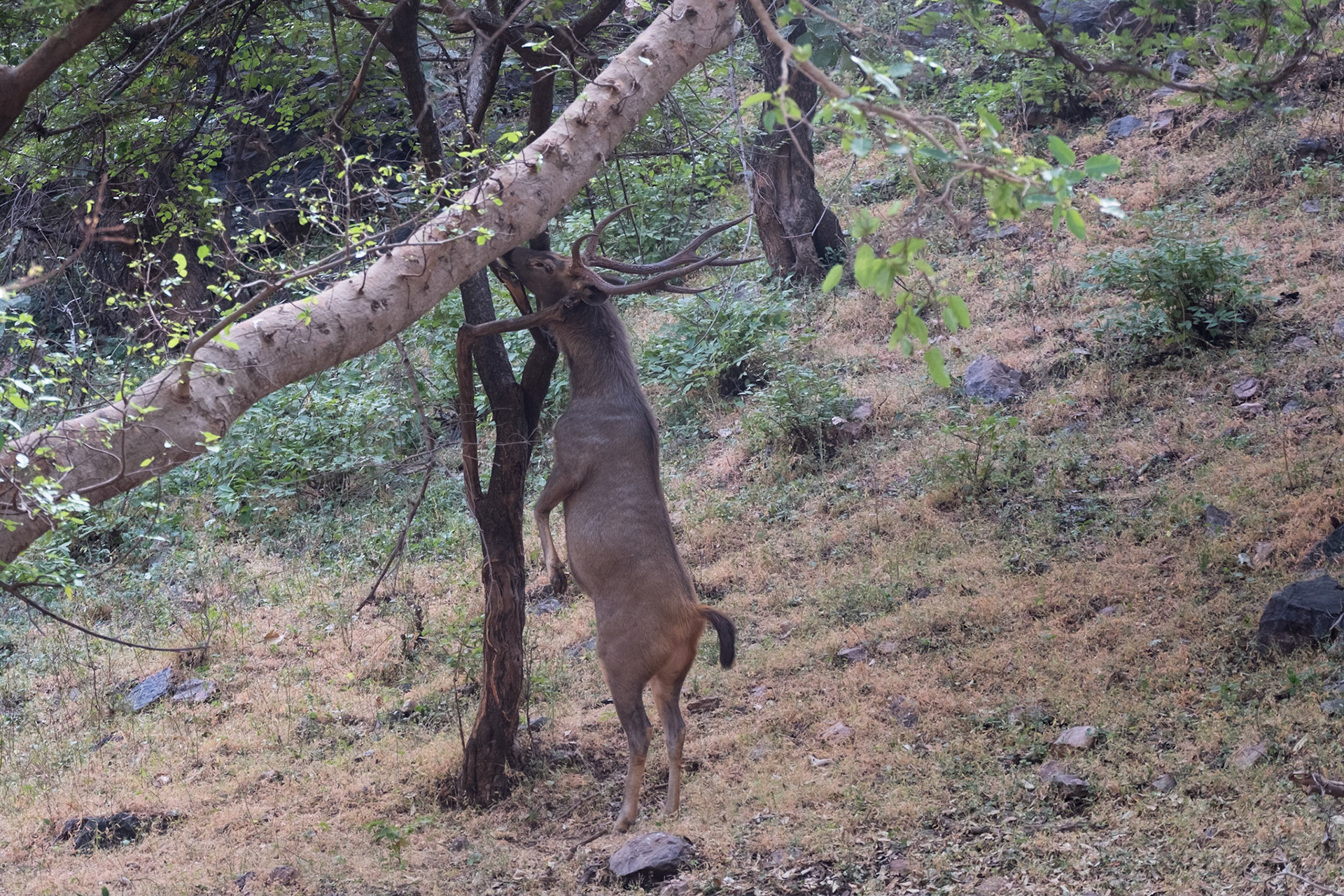 Male sambar deer