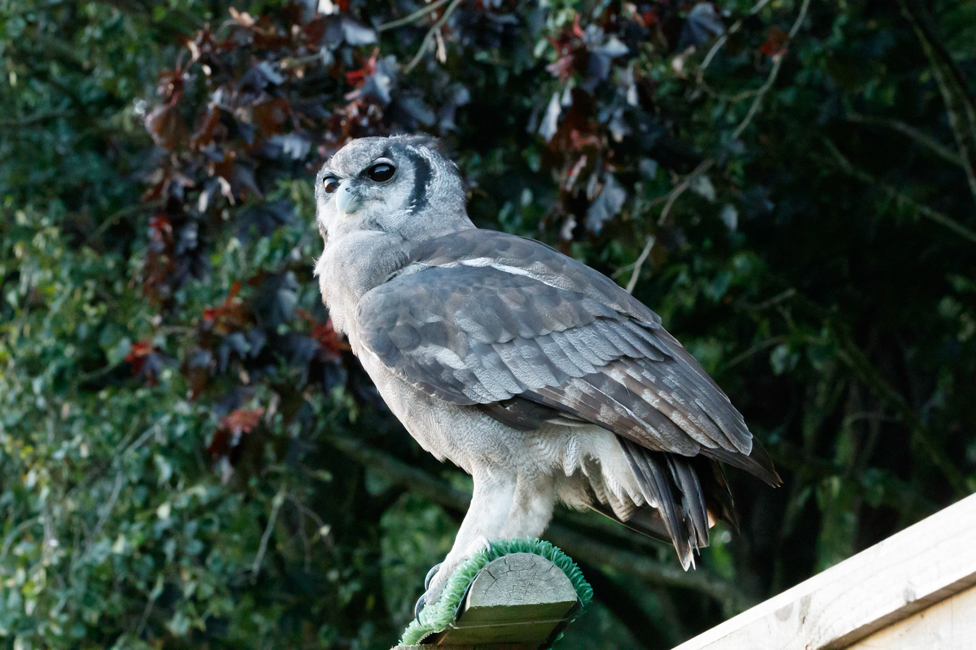 Verreaux’s eagle owl