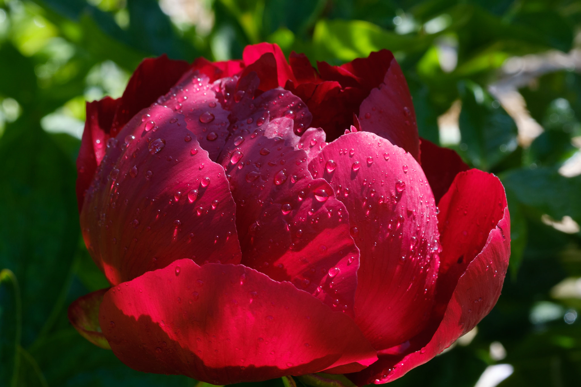 Peony after rain (curved bed)