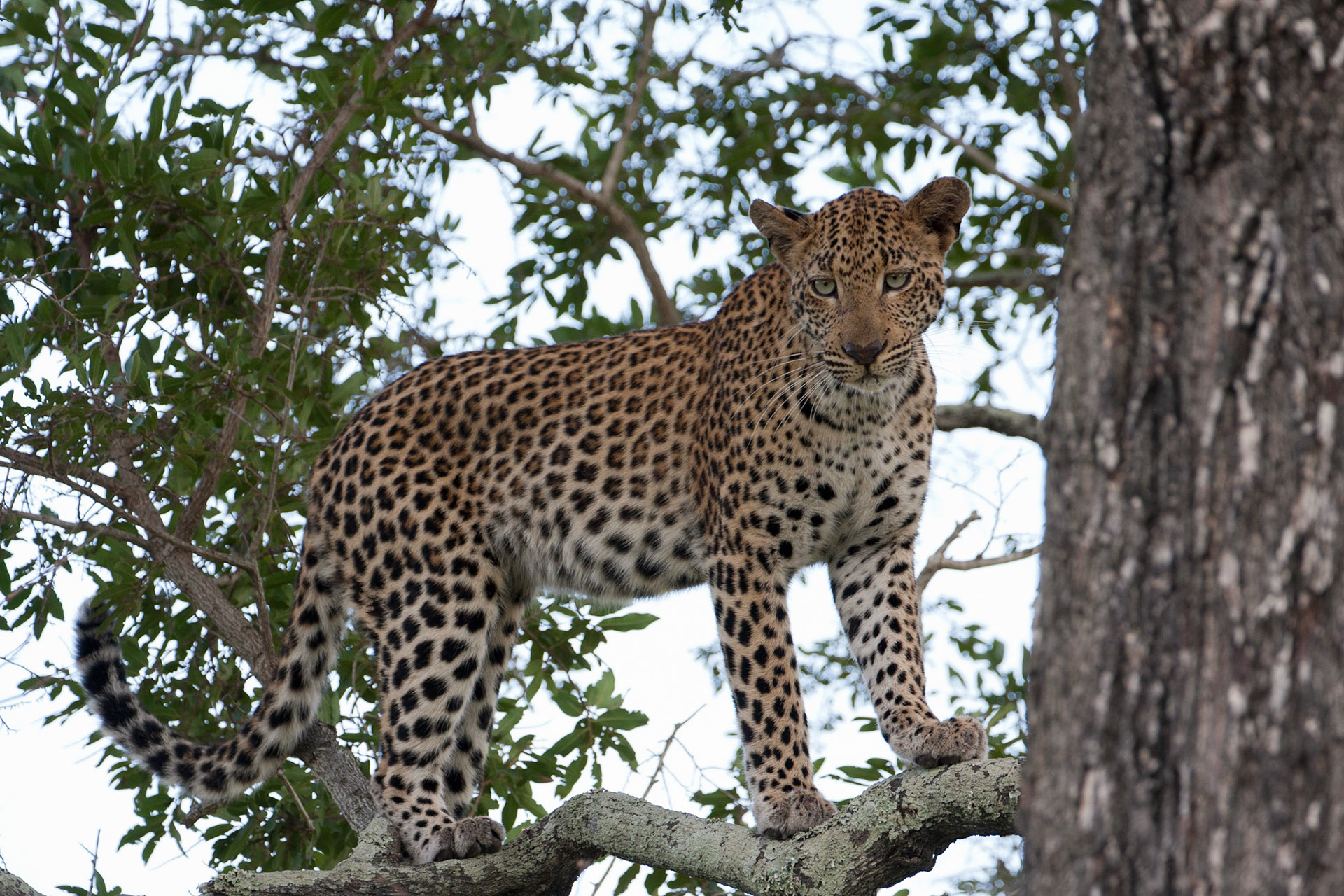 Great agility in the trees