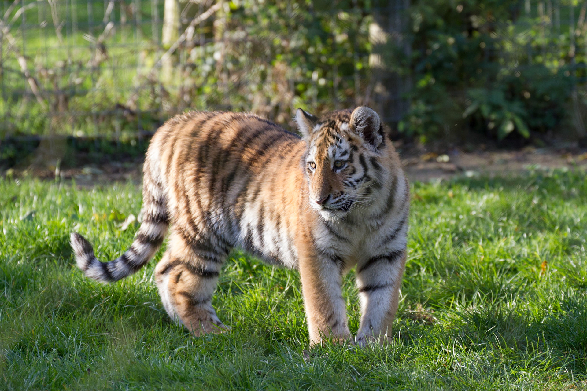 Tiger cub, 5.5 months old