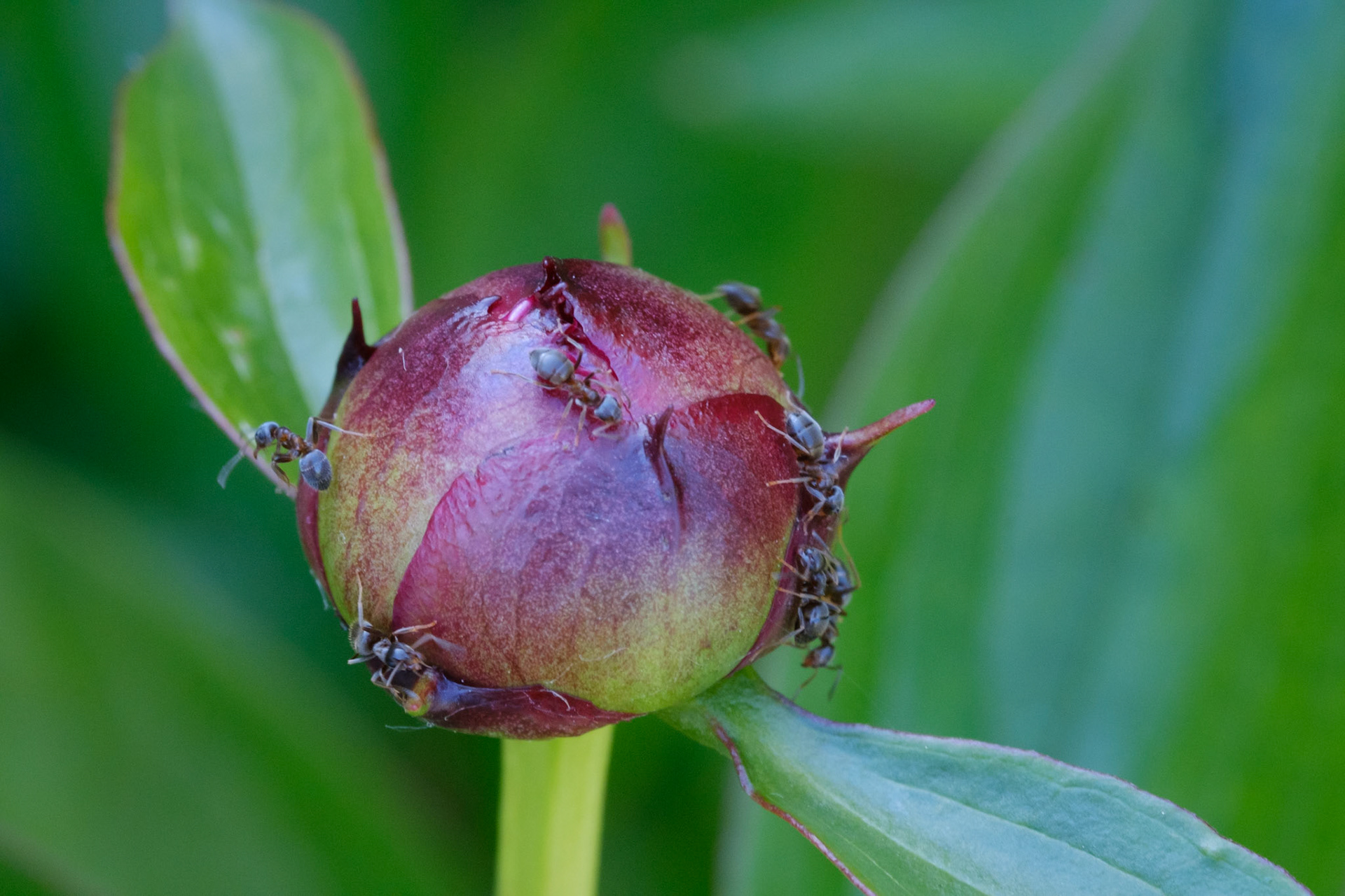 Ants on a peony bud