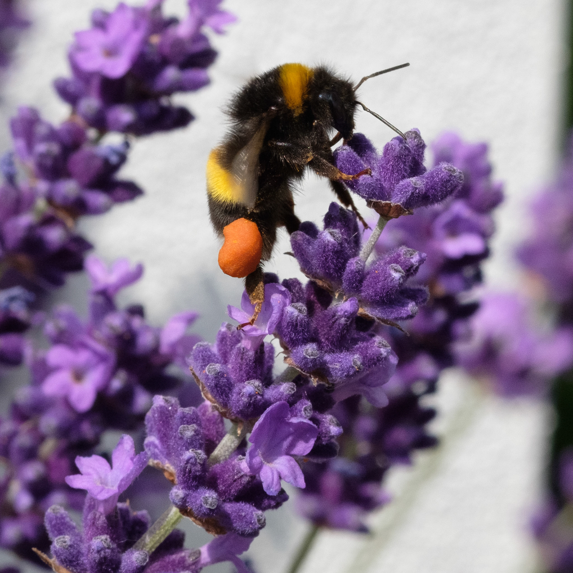 Bee on lavender